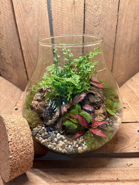 Ready-made Terrarium – Fran Jar