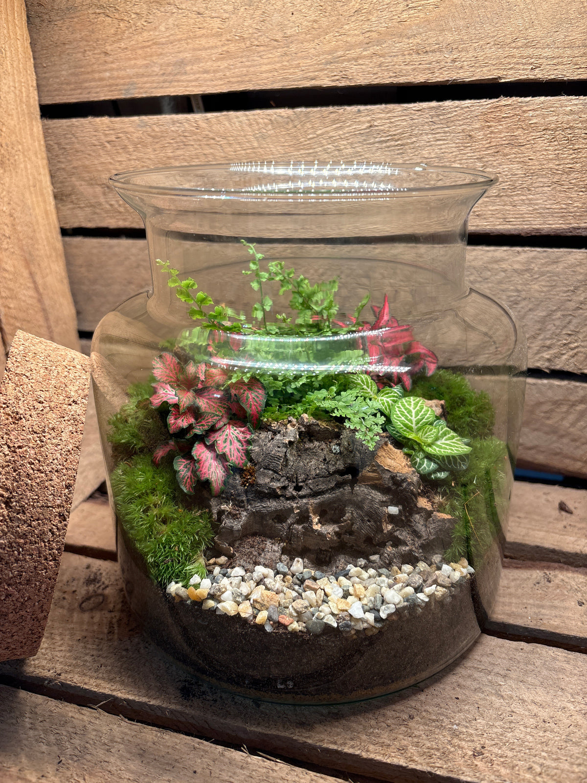 Ready-made Terrarium – Paige