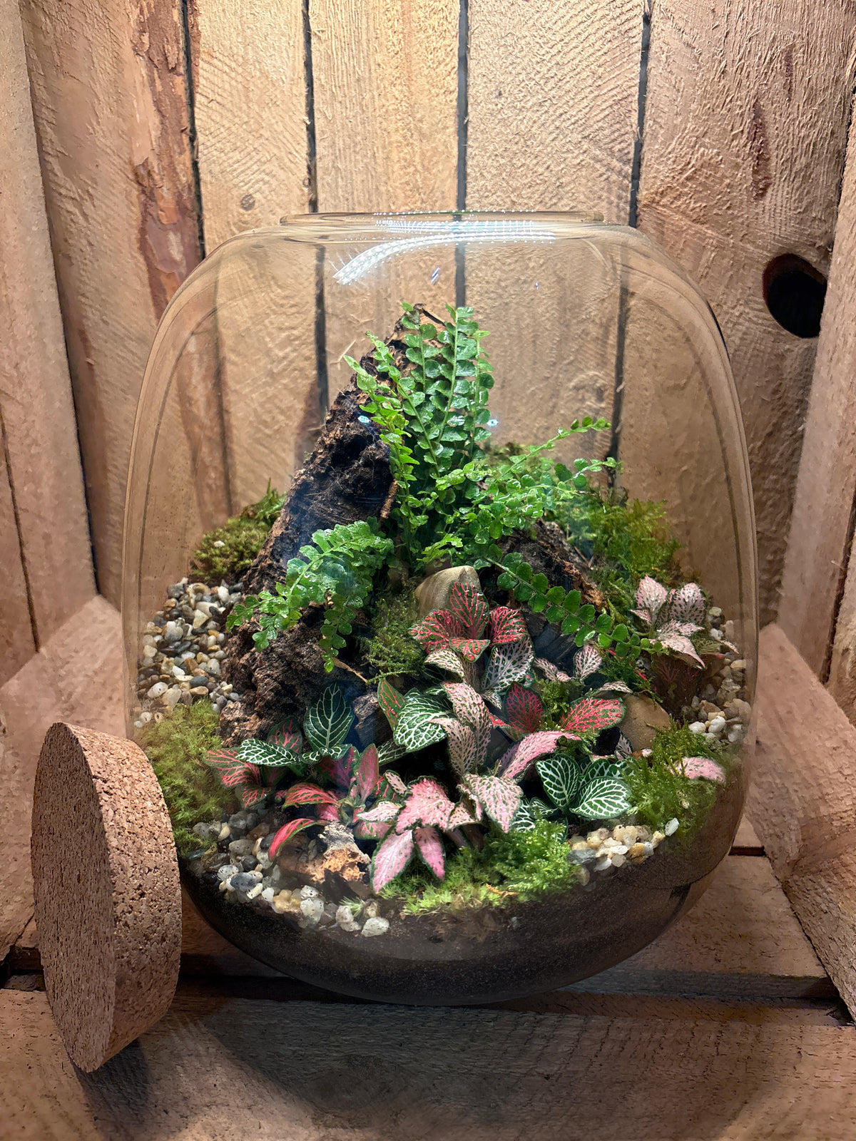Ready-made Terrarium – Matthew Jar