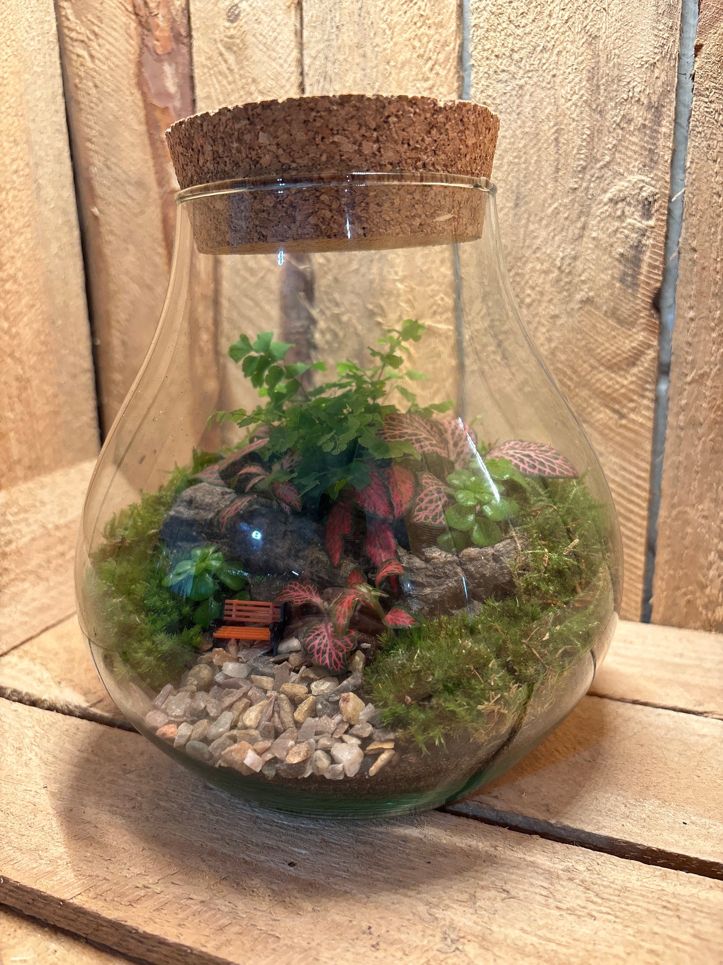 Ready-made Terrarium – Fran Jar