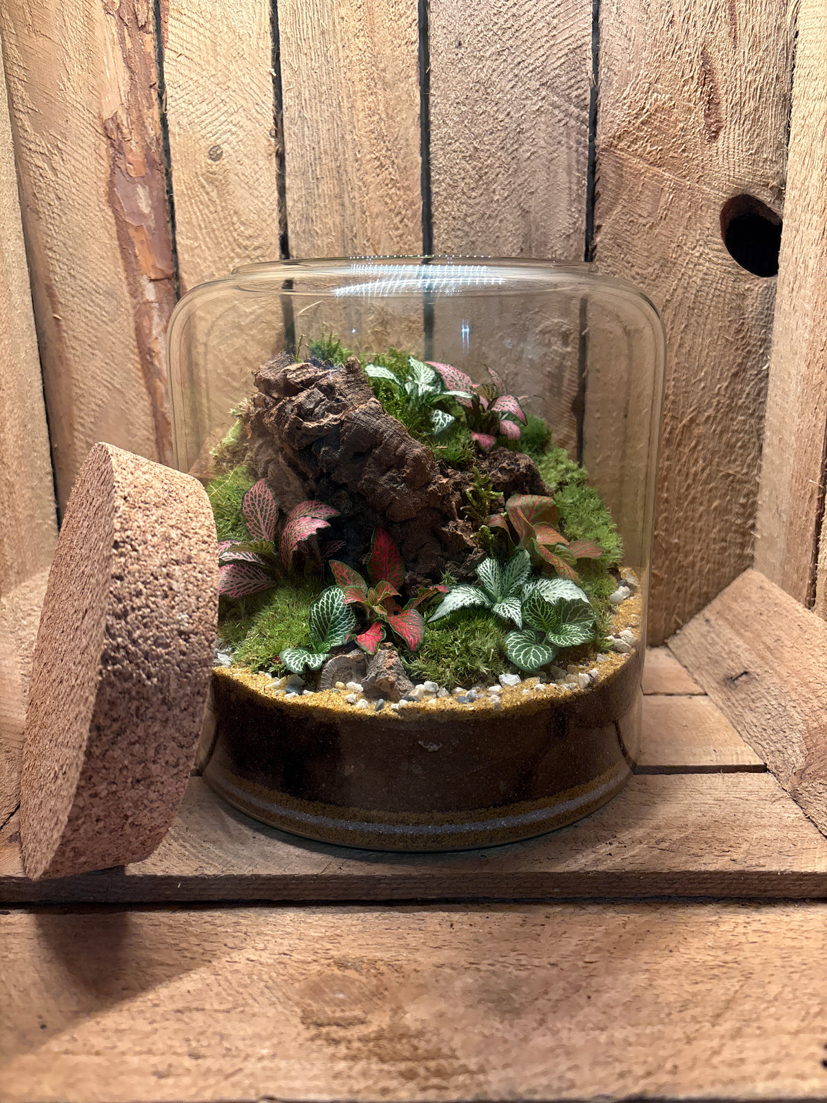 Ready-made Terrarium – Katie