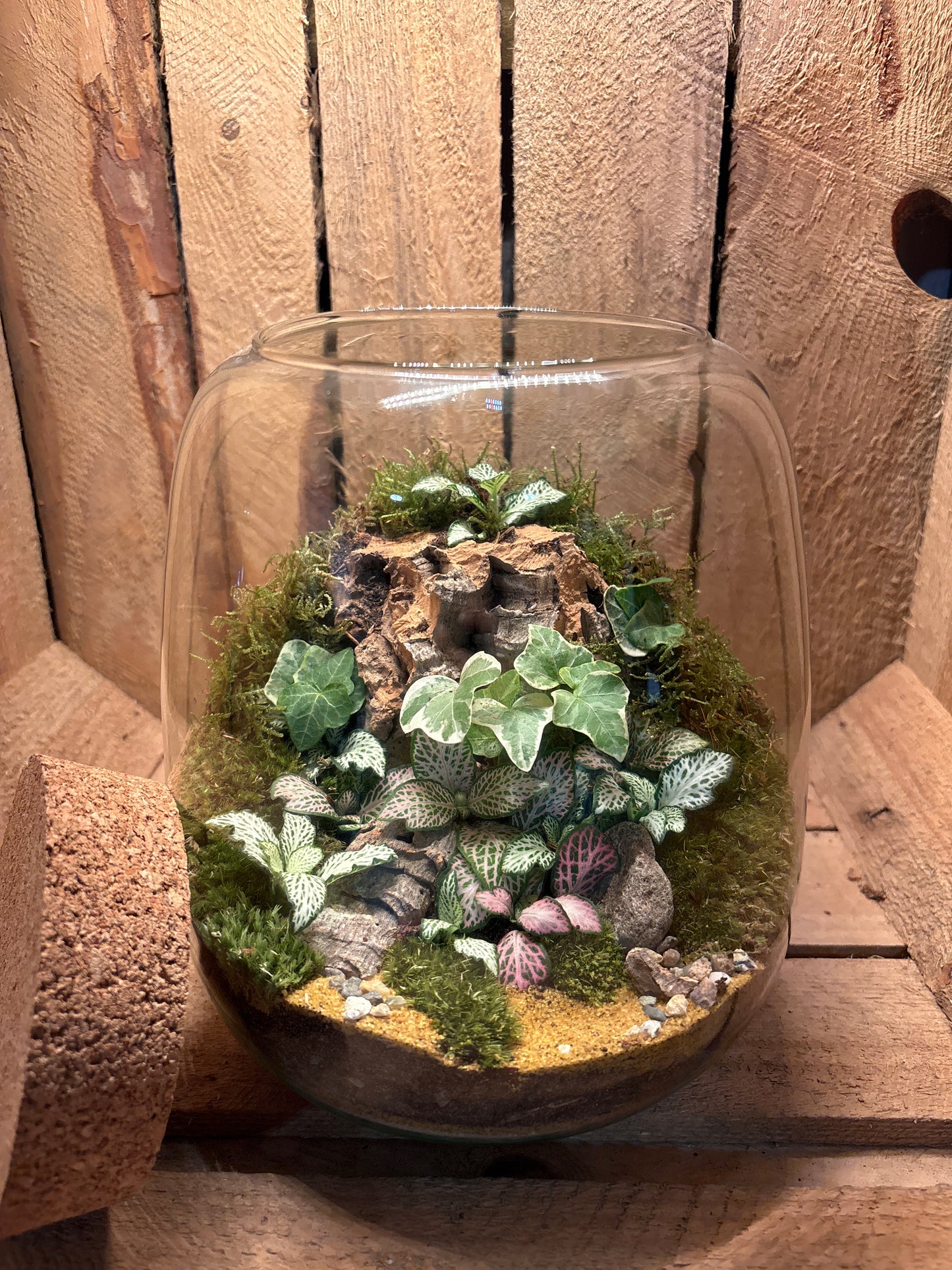 Ready-made Terrarium – Anna Jar
