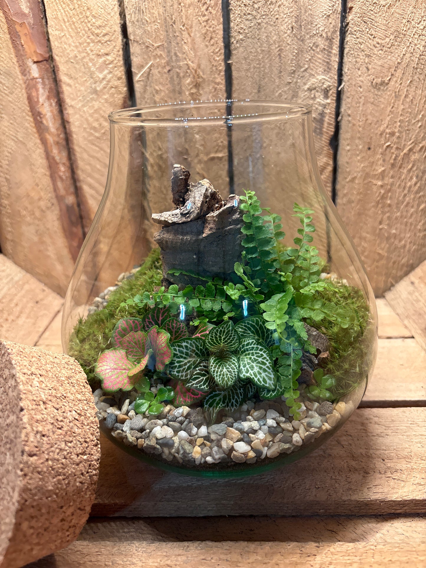 Ready-made Terrarium – Fran Jar