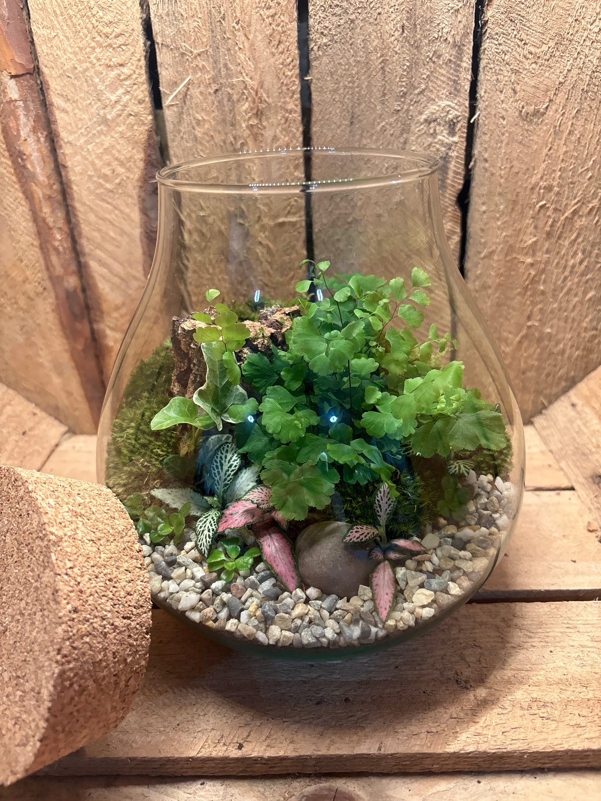 Ready-made Terrarium – Fran Jar
