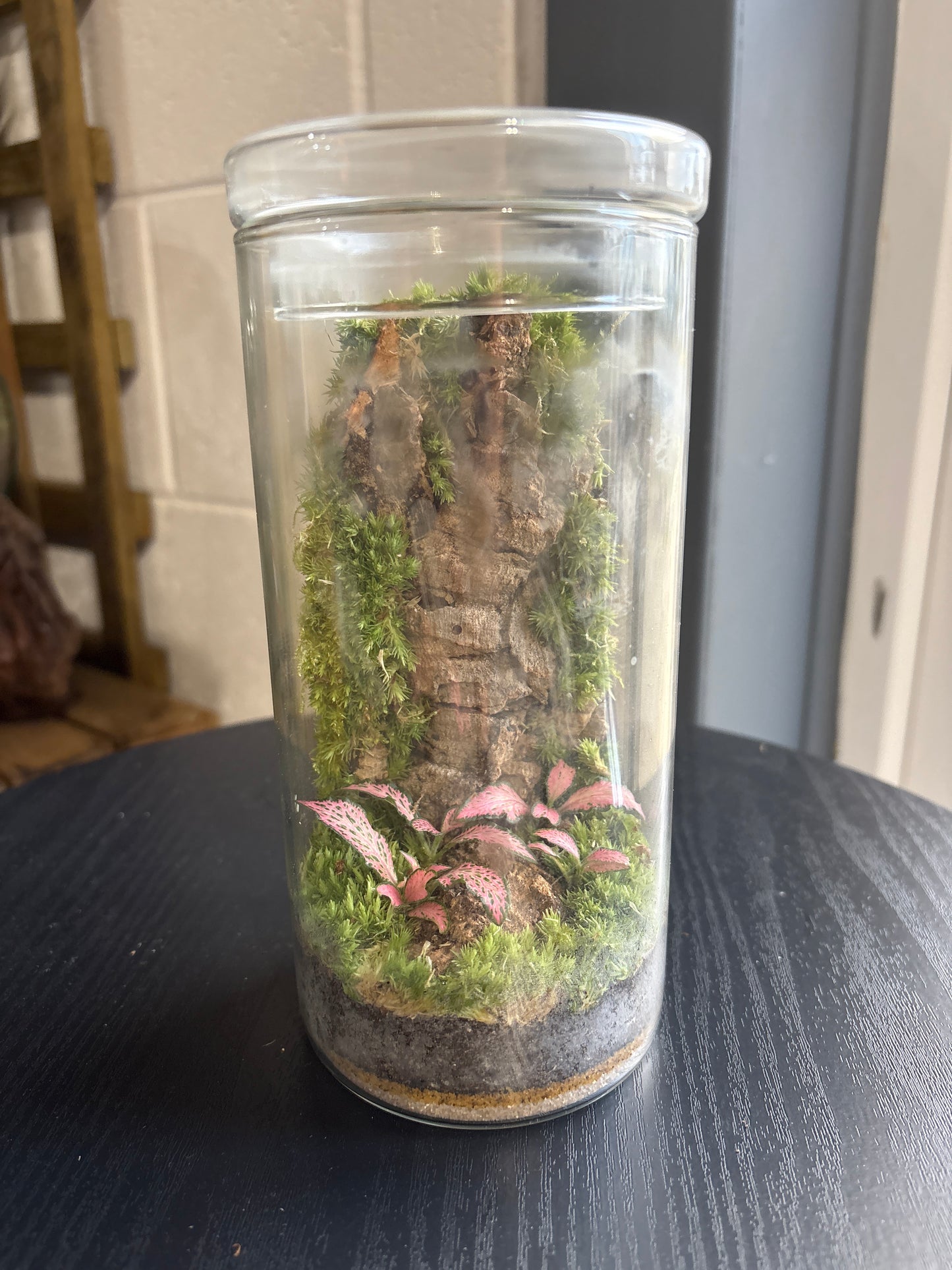 Ready-made Terrarium – Neev Jar