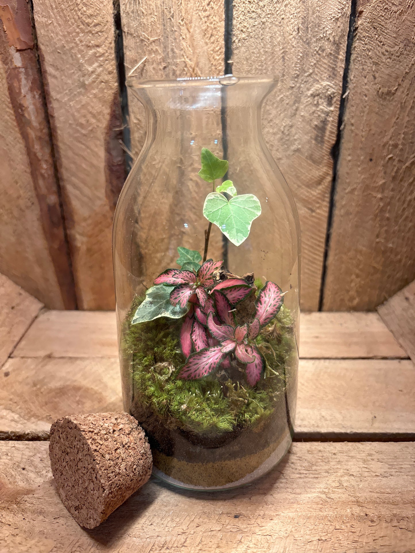 Ready-made Terrarium – Chloe Jar
