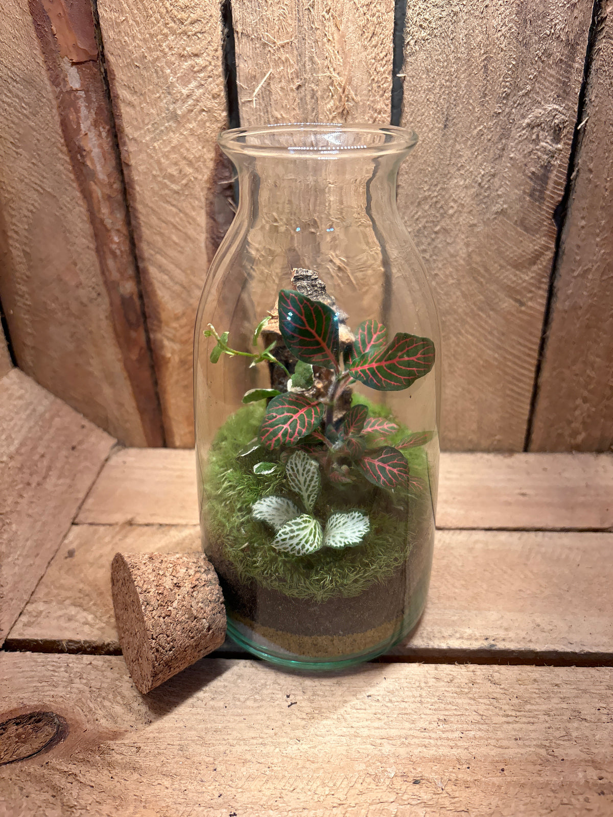 Ready-made Terrarium – Chloe Jar