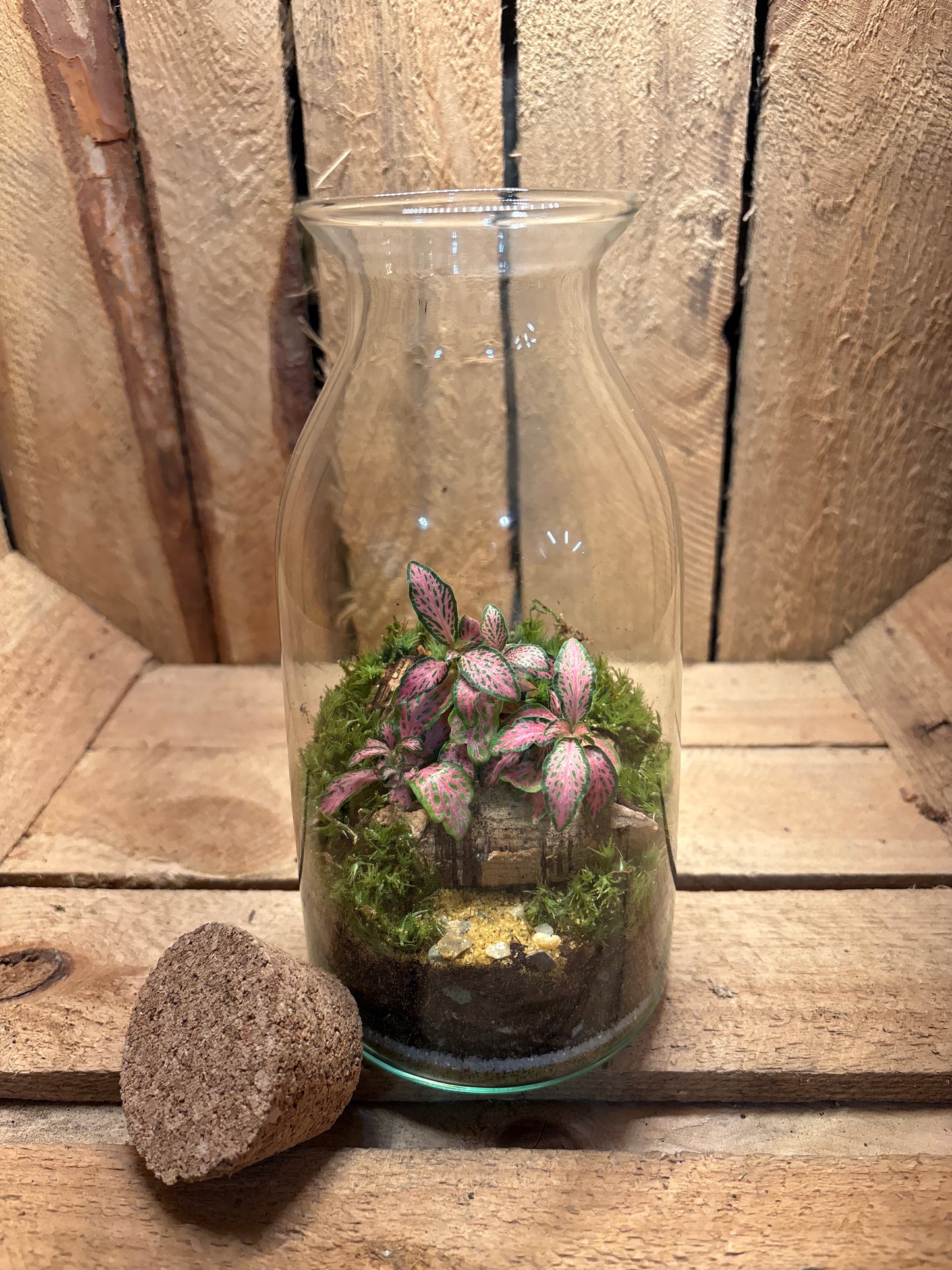 Ready-made Terrarium – Chloe Jar