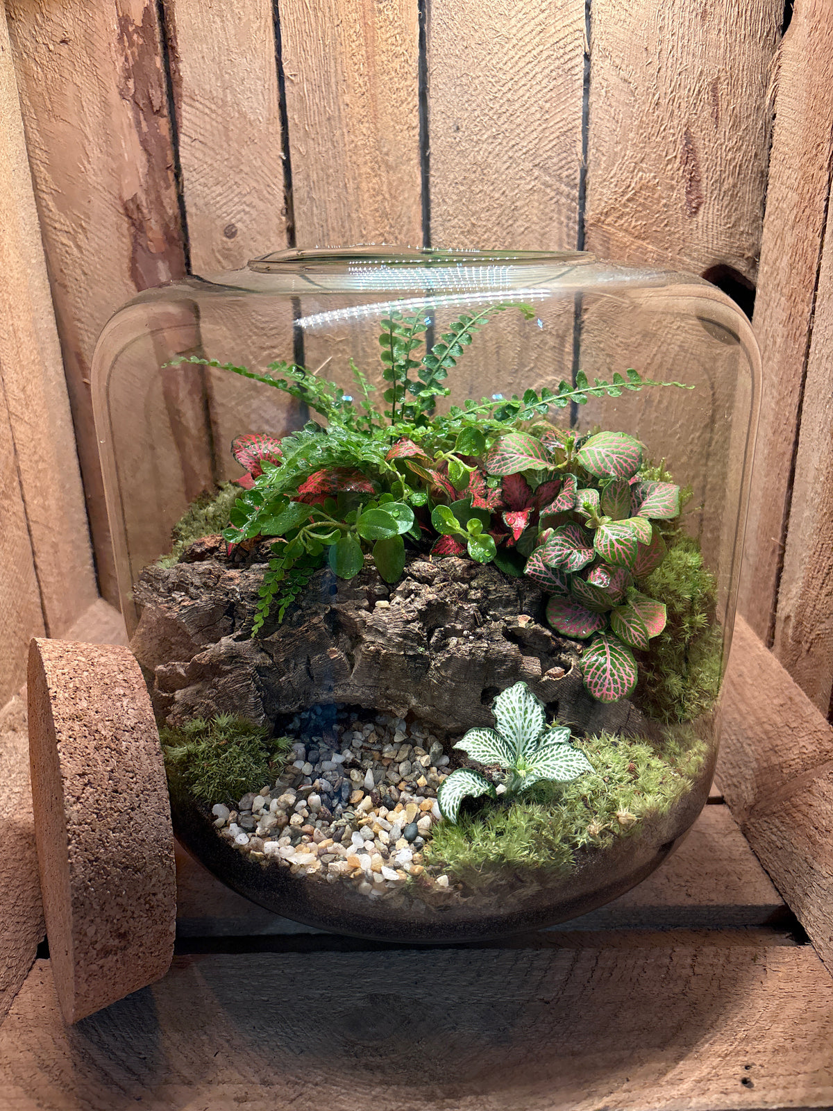 Ready-made Terrarium – Matthew Jar