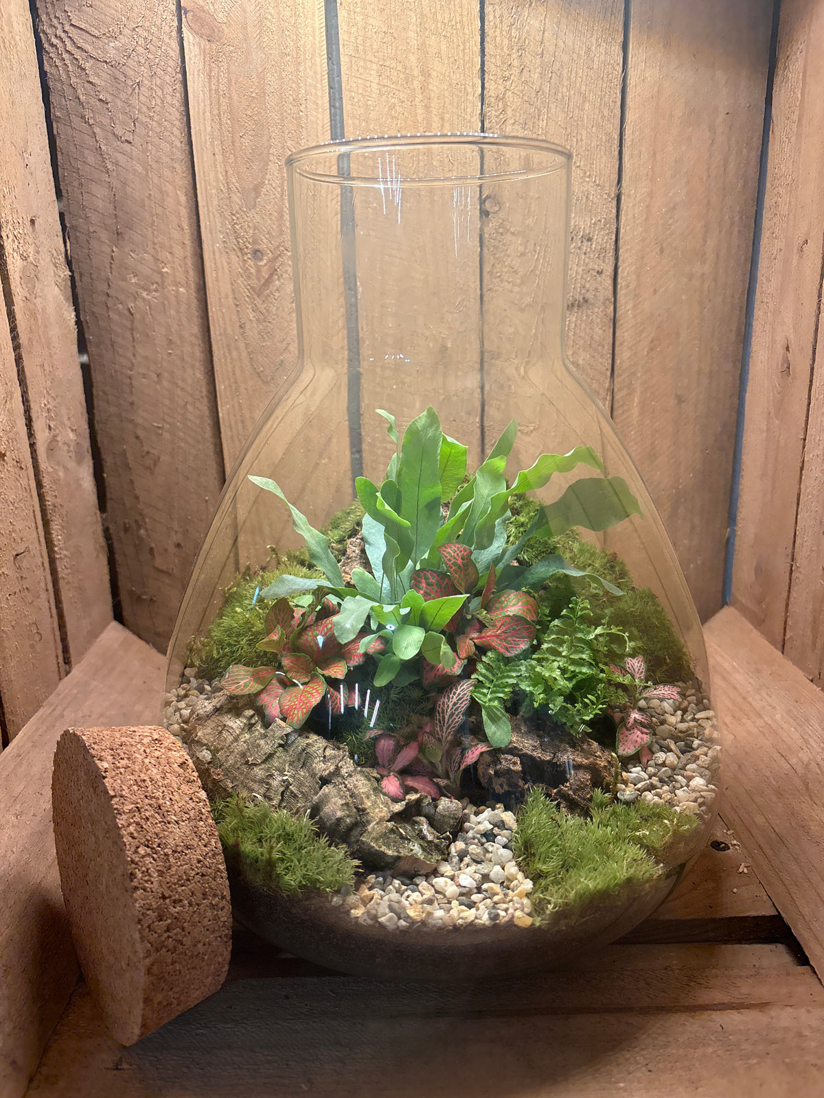 Ready-made Terrarium – Matthew Jar