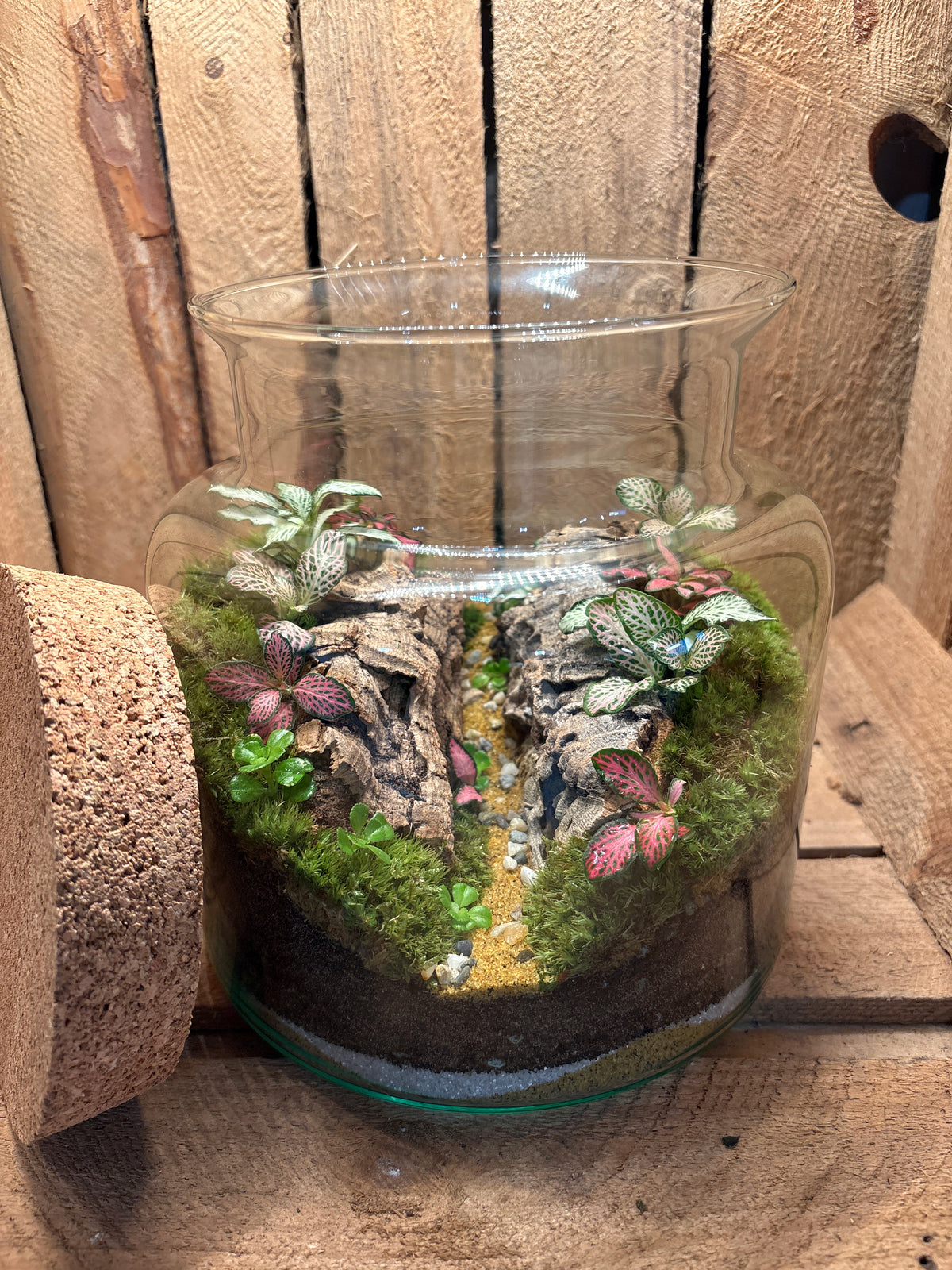 Ready-made Terrarium – Paige