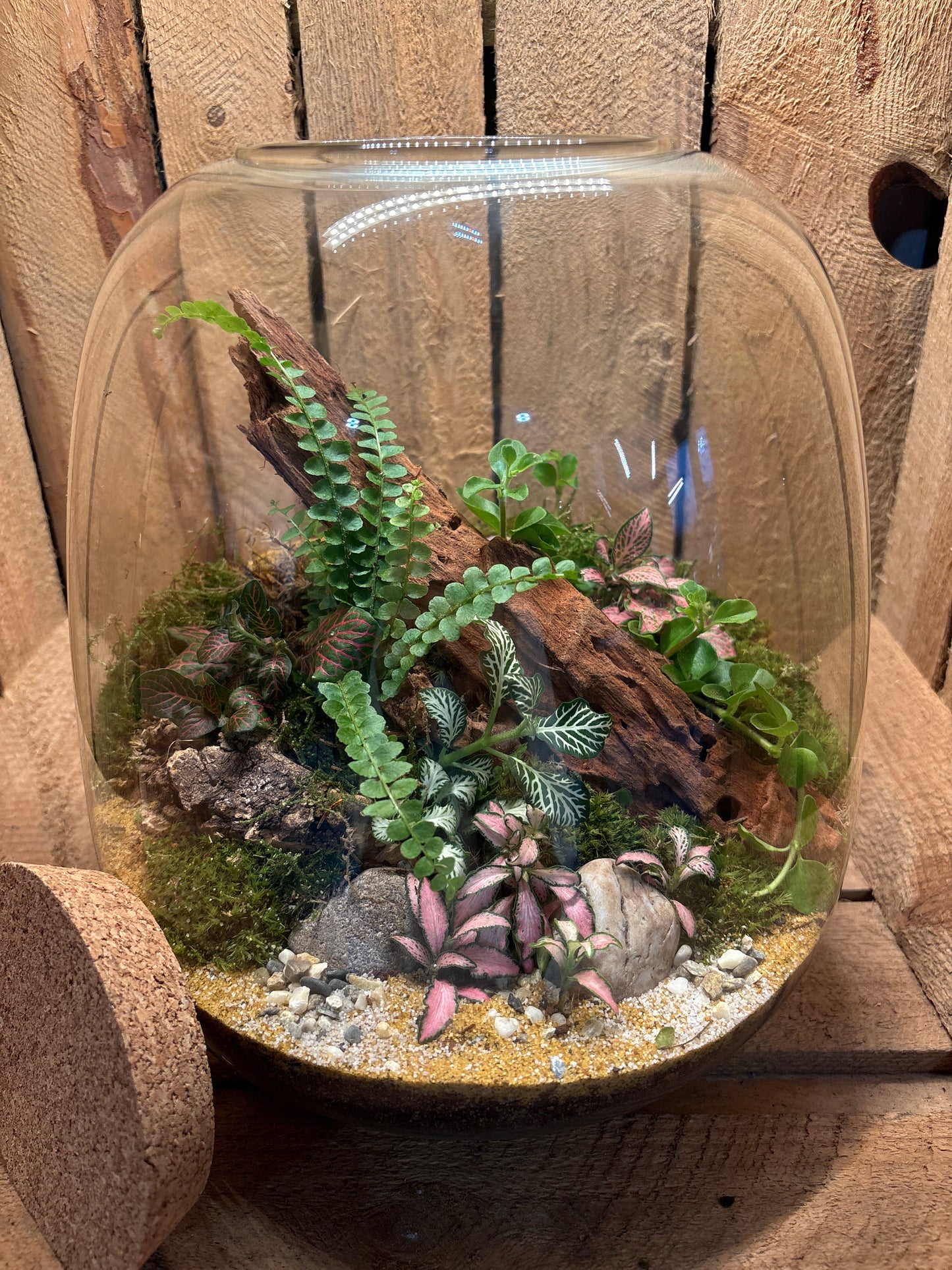Ready-made Terrarium – Hannah Jar