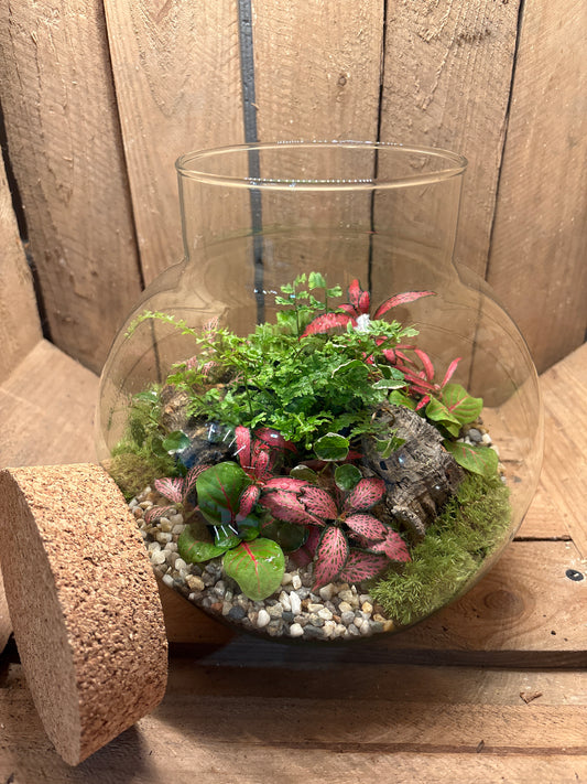 Ready-made Terrarium – George Jar
