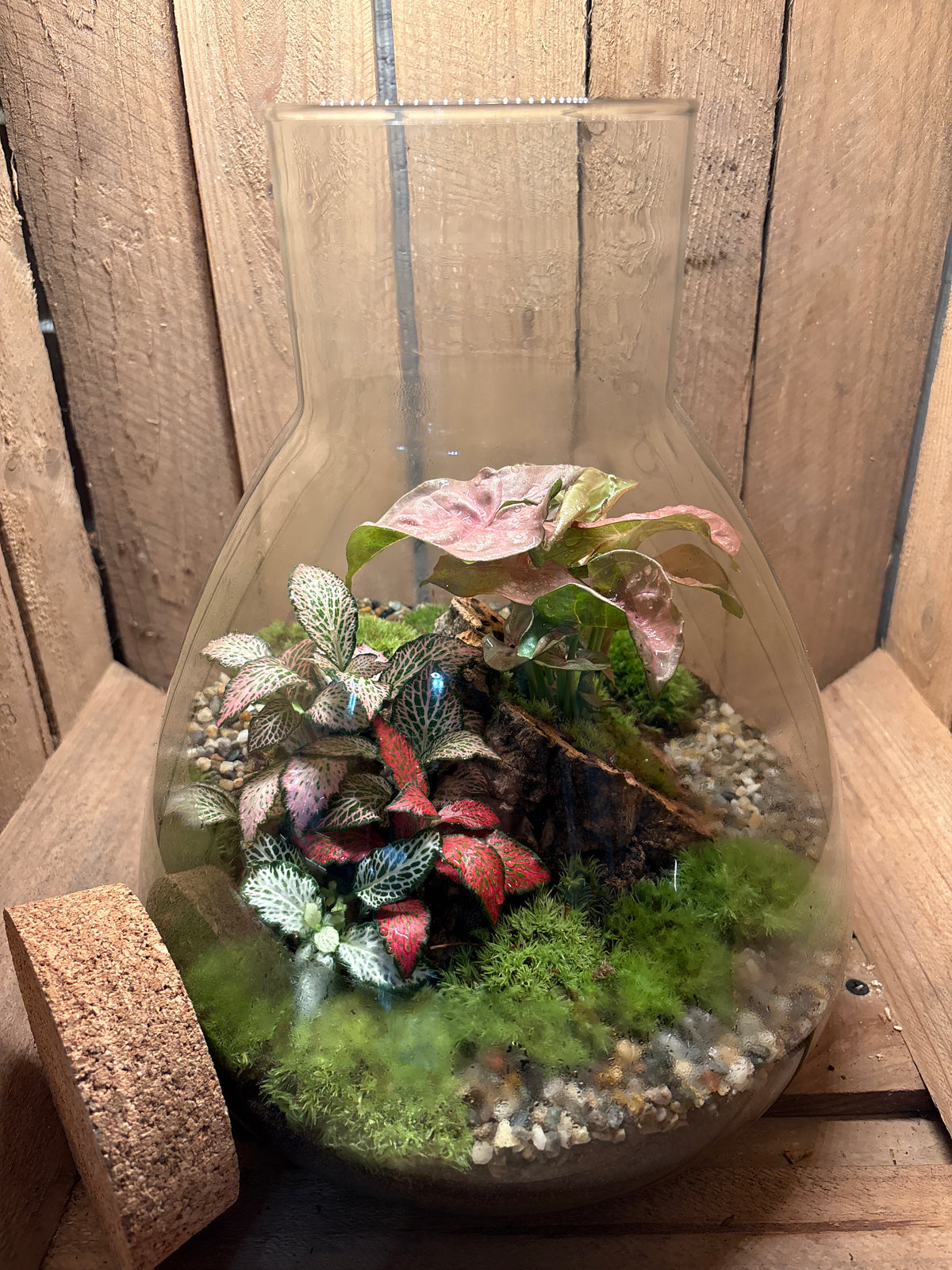 Ready-made Terrarium – Matthew Jar