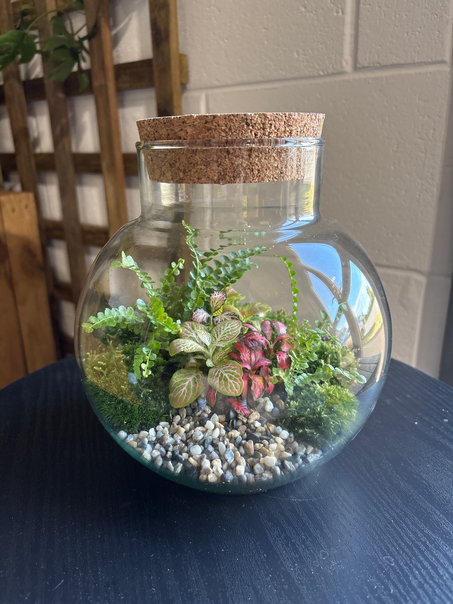 Ready-made Terrarium – George Jar