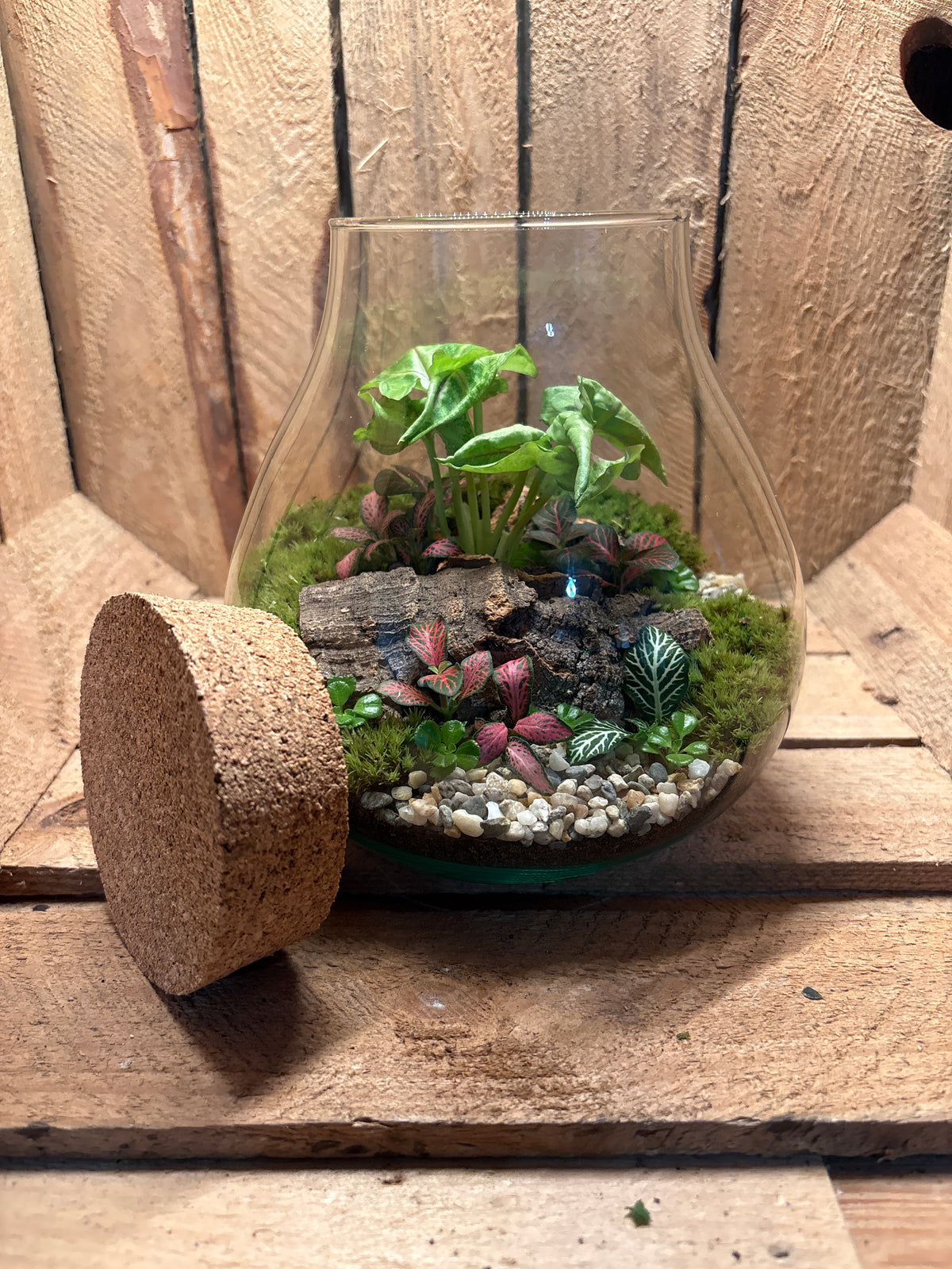 Ready-made Terrarium – Fran Jar