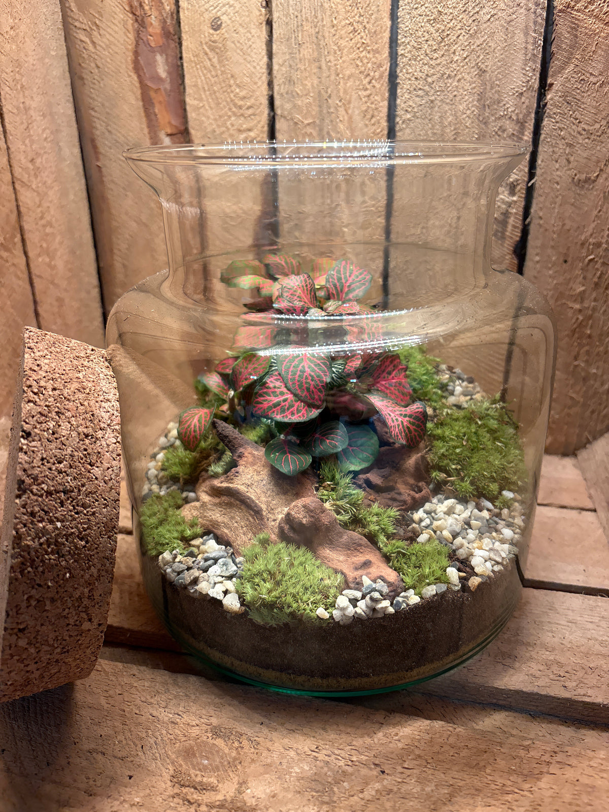 Ready-made Terrarium – Paige
