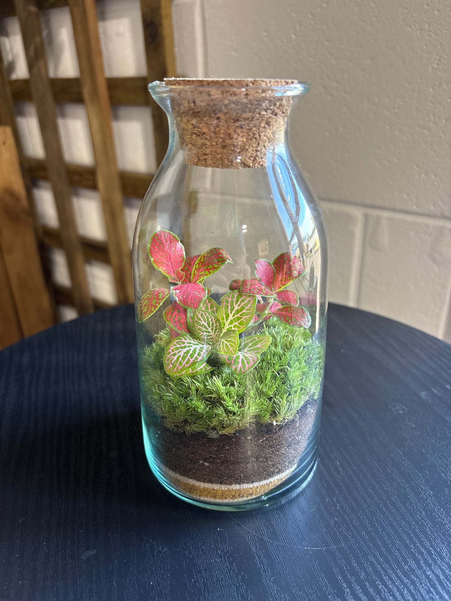 Ready-made Terrarium – Chloe Jar
