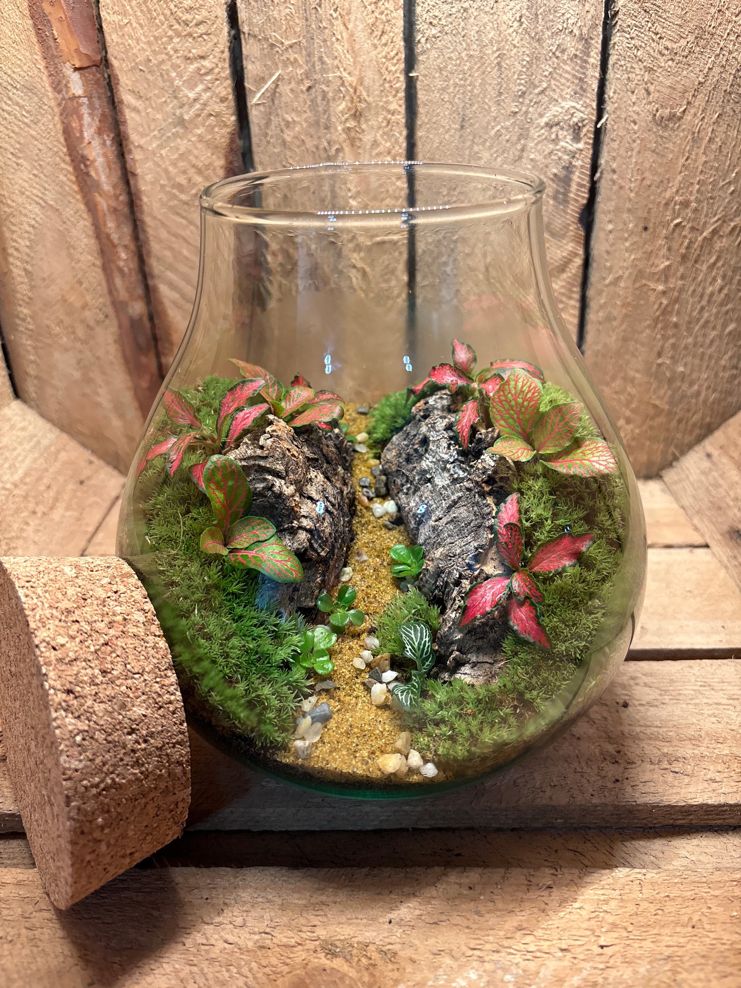 Ready-made Terrarium – Fran Jar