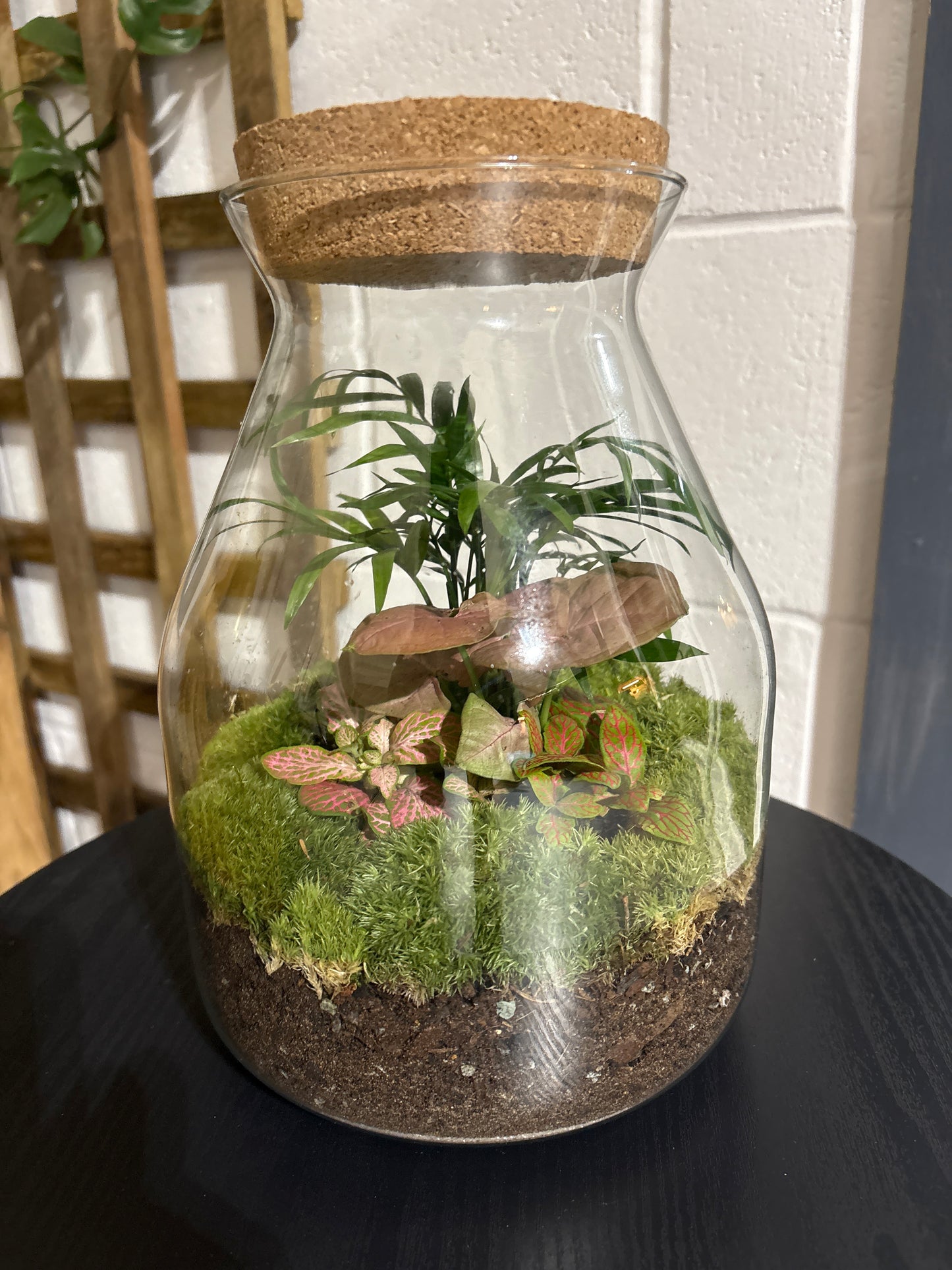 Ready-made Terrarium – Jamie Jar