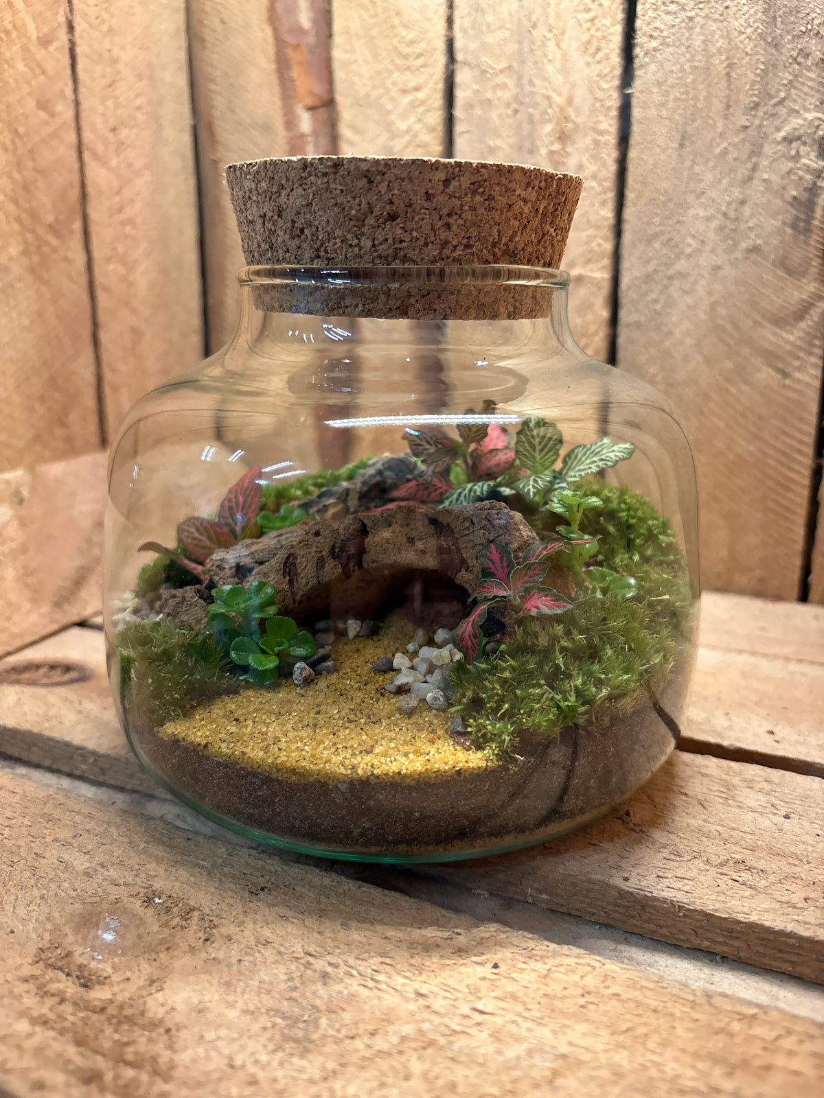 Ready-made Terrarium – Rick