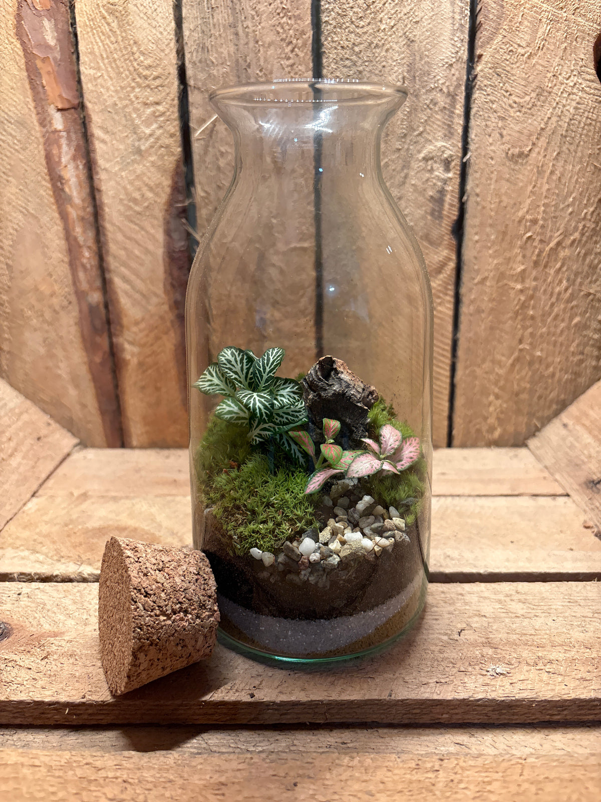 Ready-made Terrarium – Chloe Jar