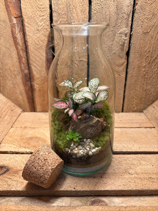Ready-made Terrarium – Chloe Jar