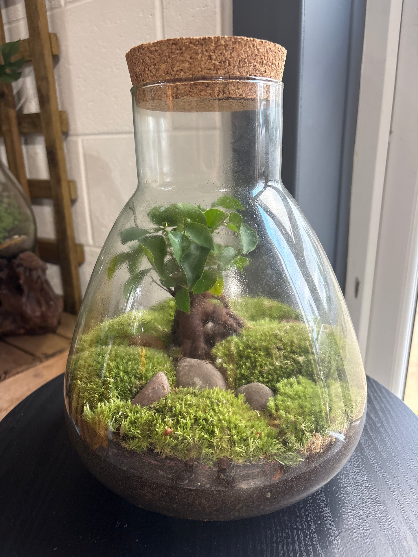Ready-made Terrarium – Bruce Jar