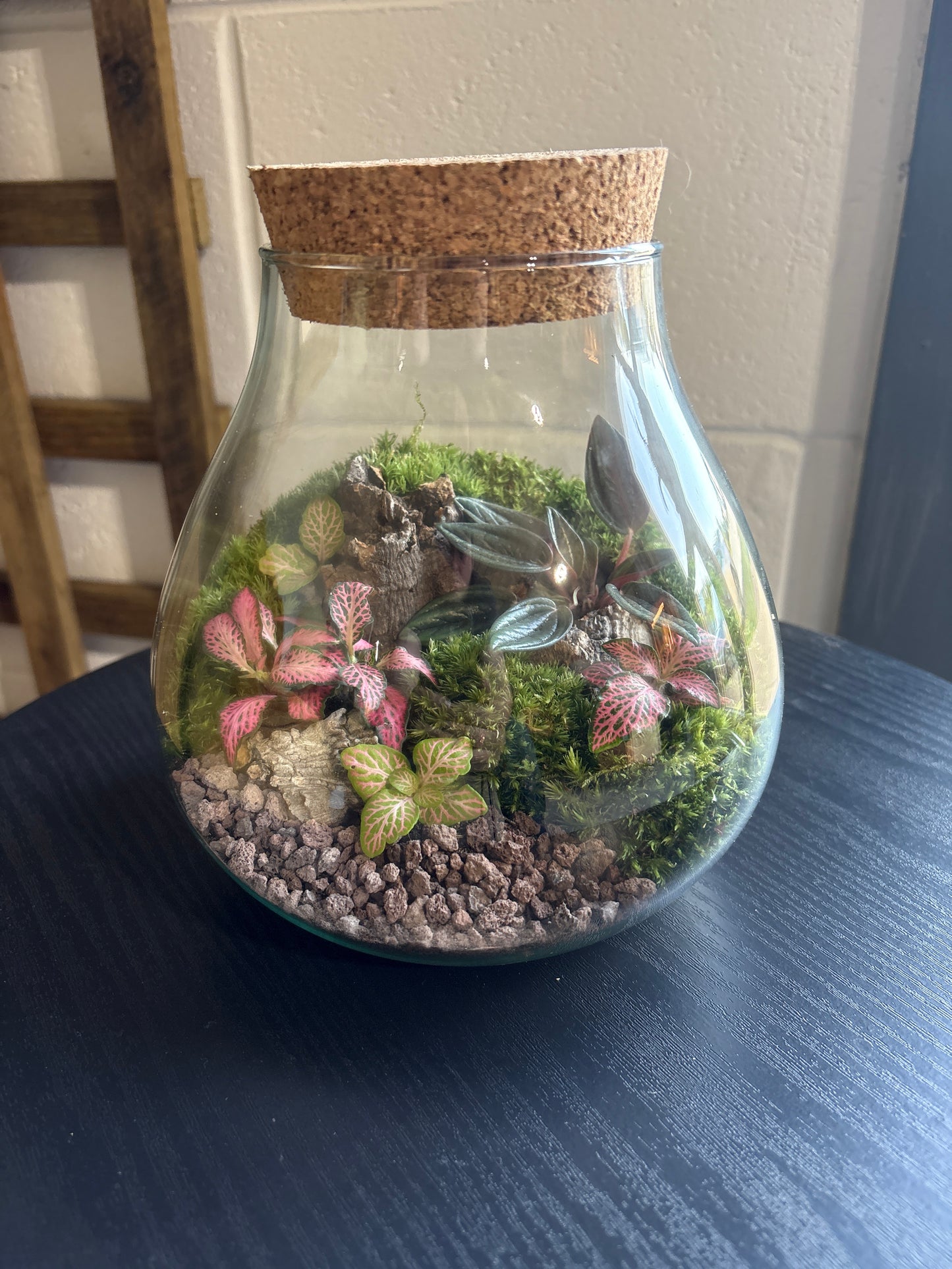 Ready-made Terrarium – Fran Jar
