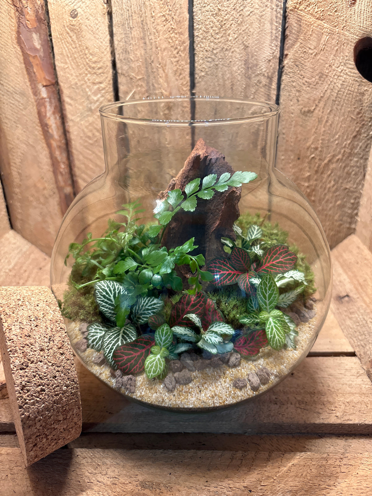 Ready-made Terrarium – George Jar