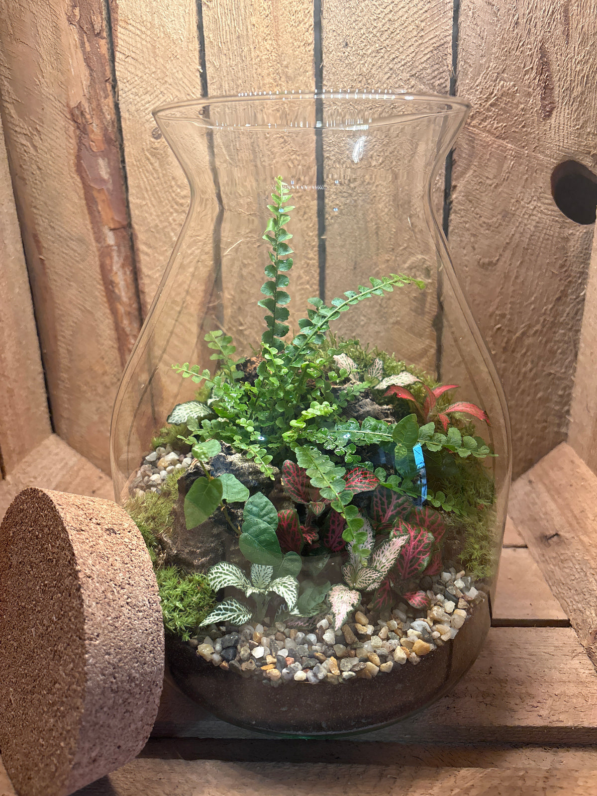 Ready-made Terrarium – Jamie Jar