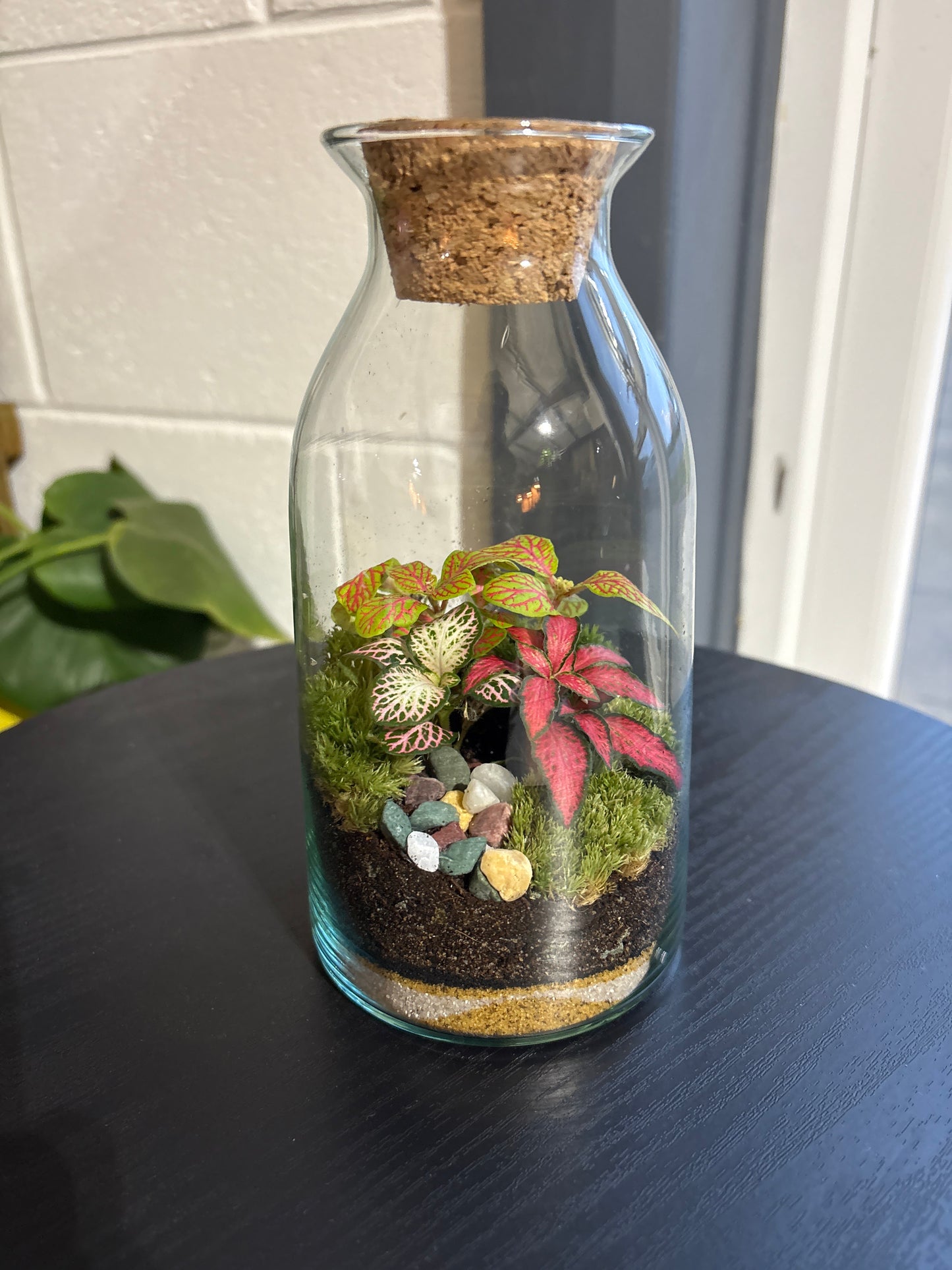 Ready-made Terrarium – Chloe Jar
