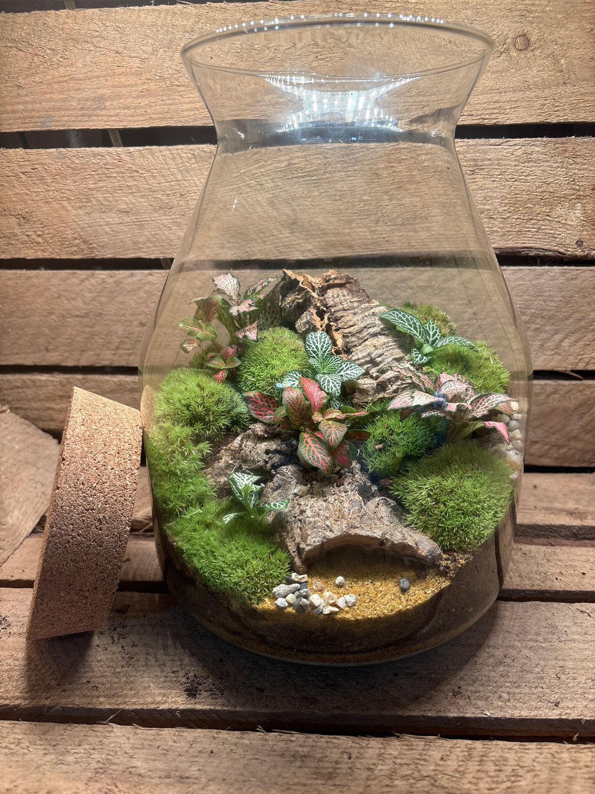 Ready-made Terrarium – Jamie Jar