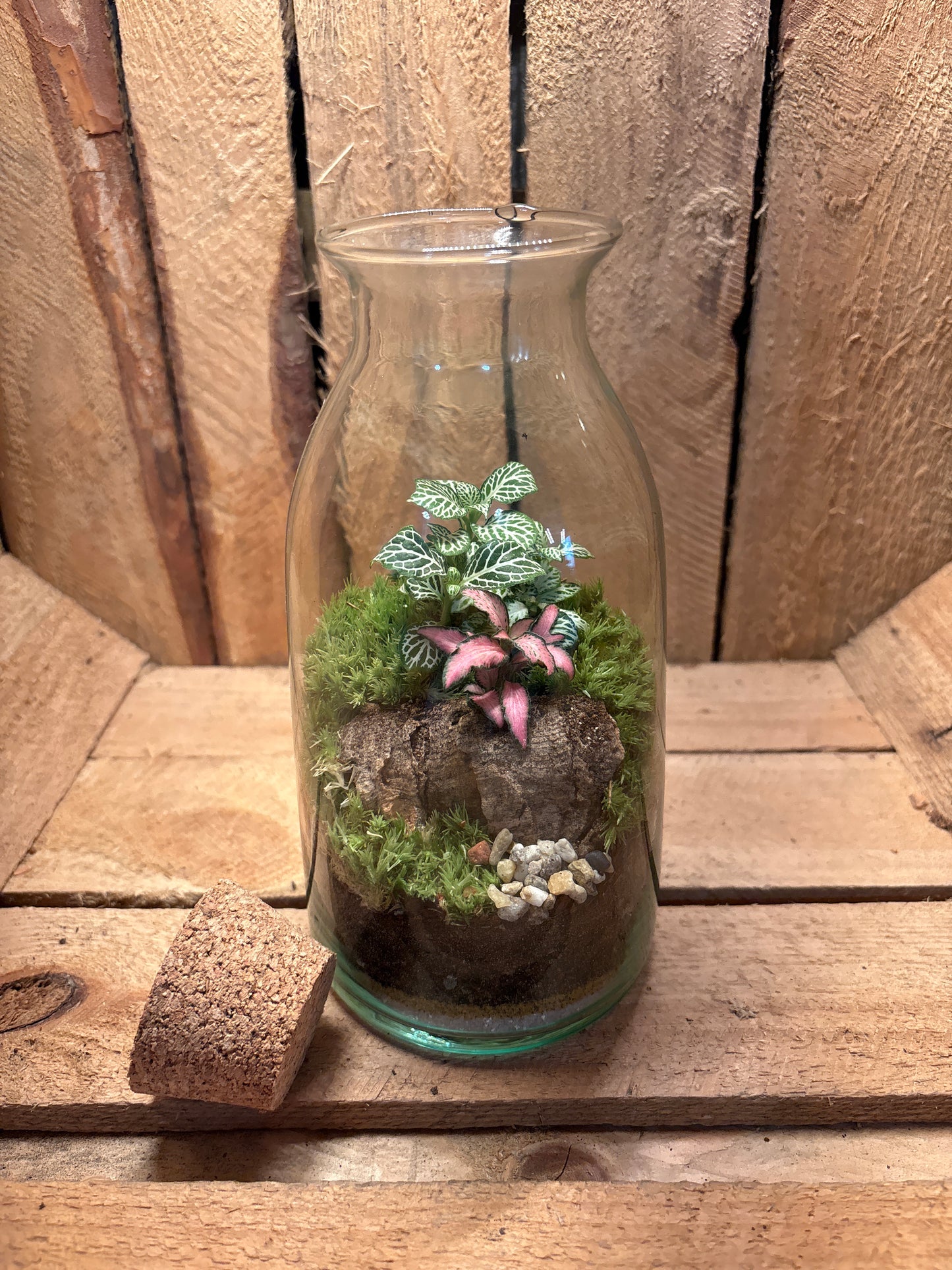 Ready-made Terrarium – Chloe Jar