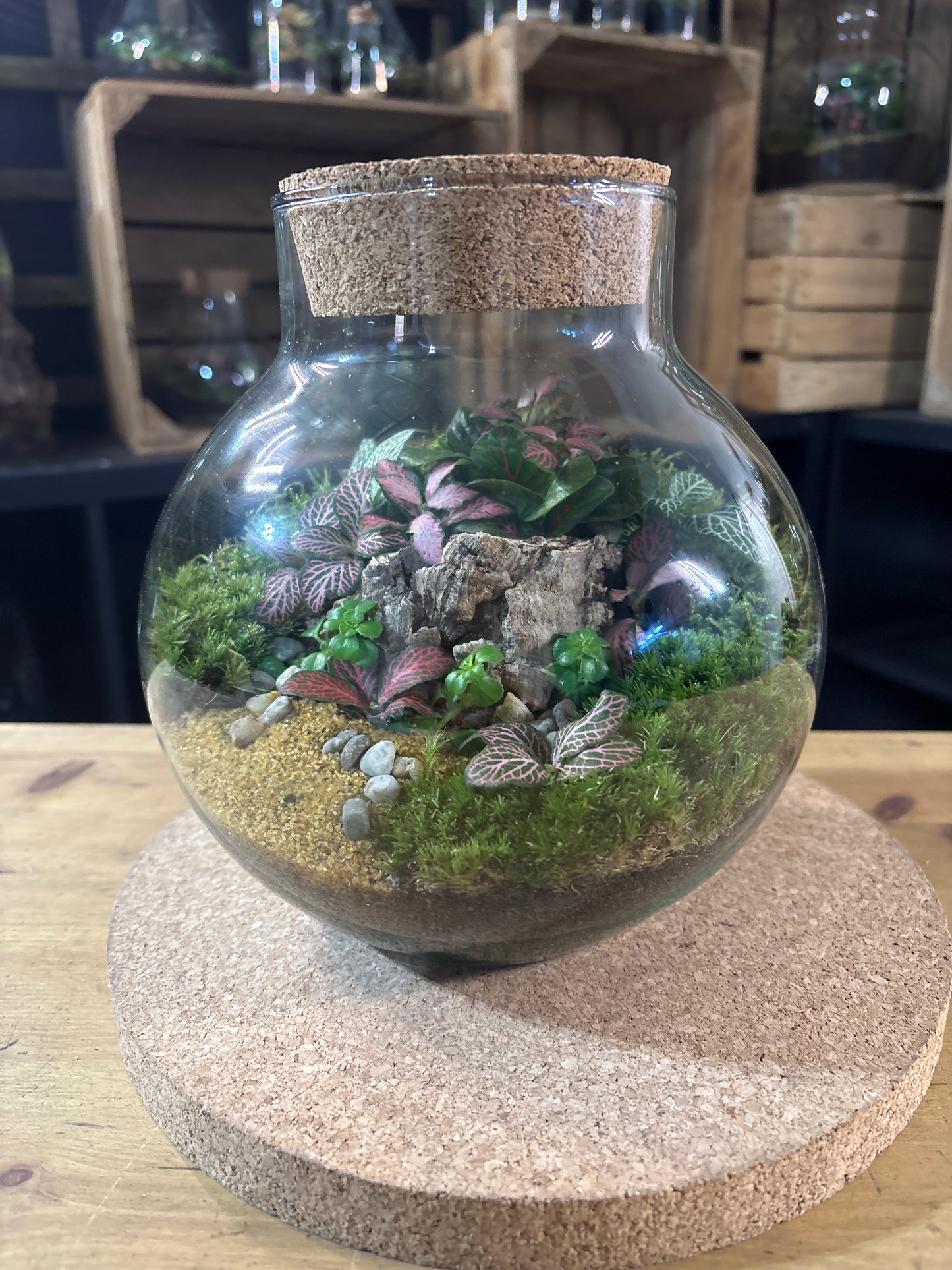 Ready-made Terrarium – George Jar