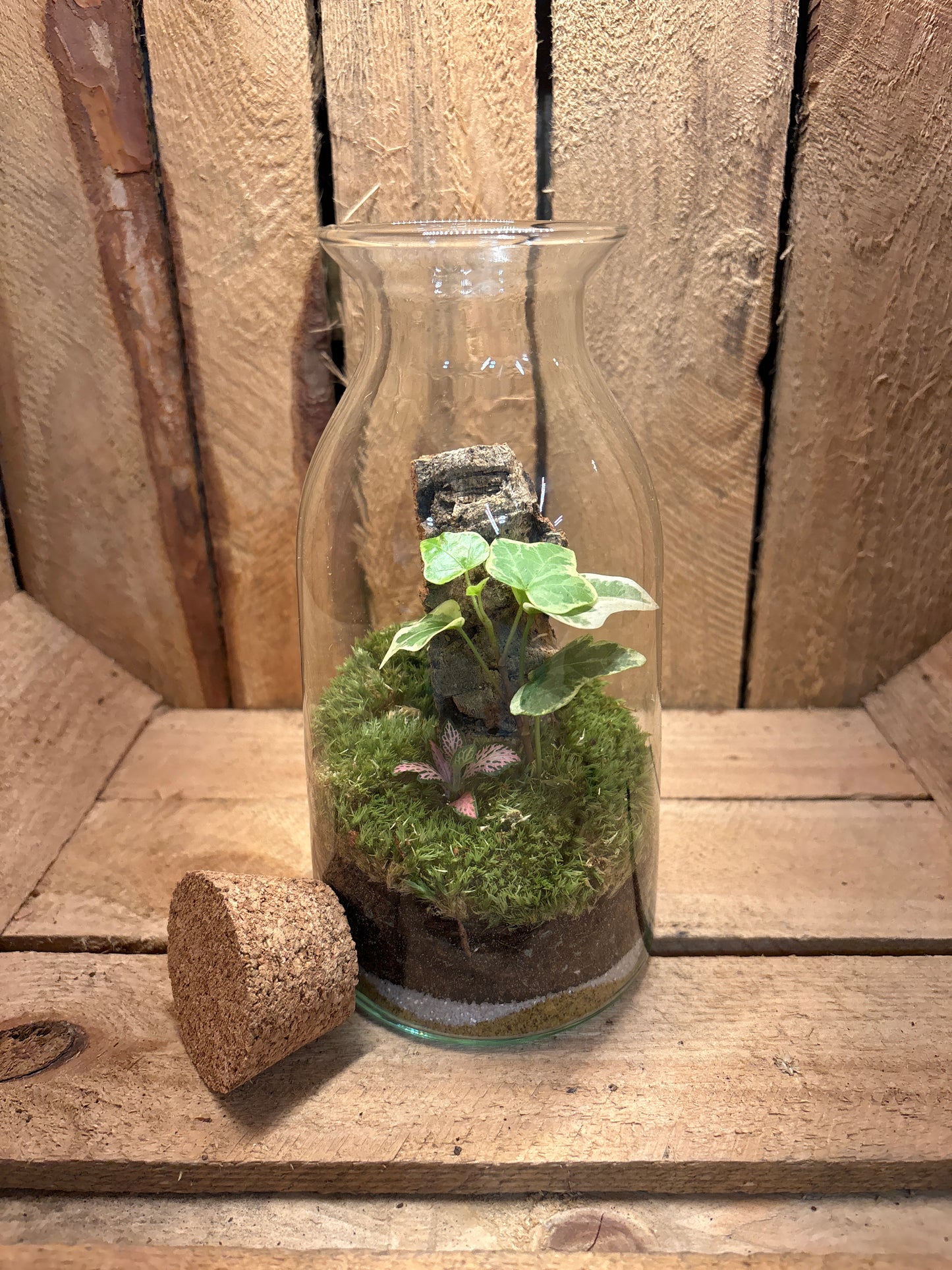 Ready-made Terrarium – Chloe Jar