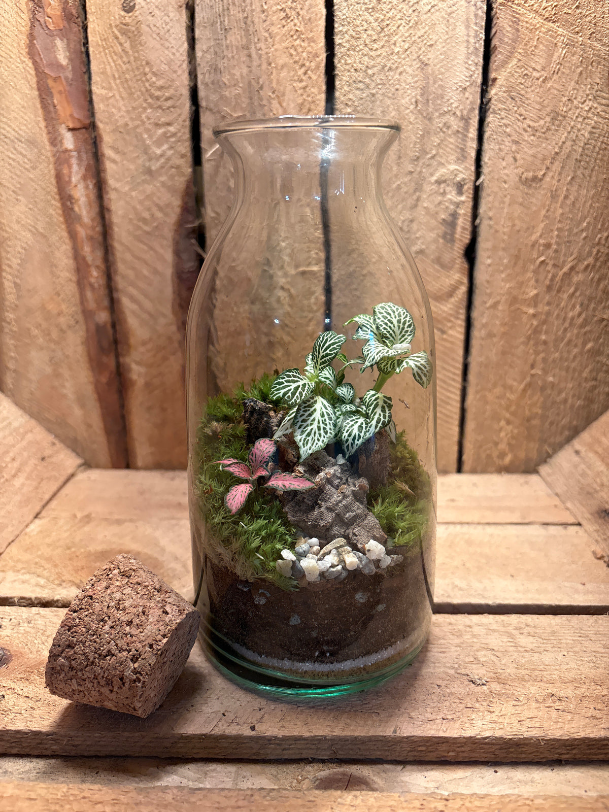 Ready-made Terrarium – Chloe Jar