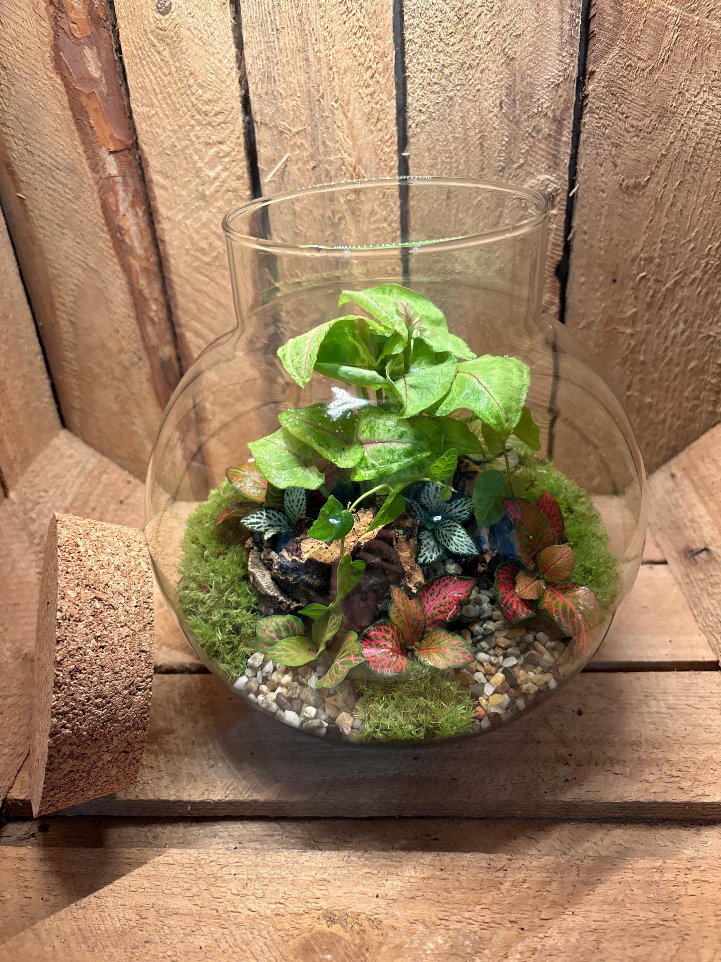 Ready-made Terrarium – George Jar