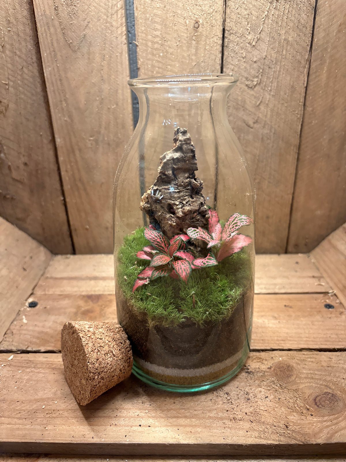 Ready-made Terrarium – Chloe Jar