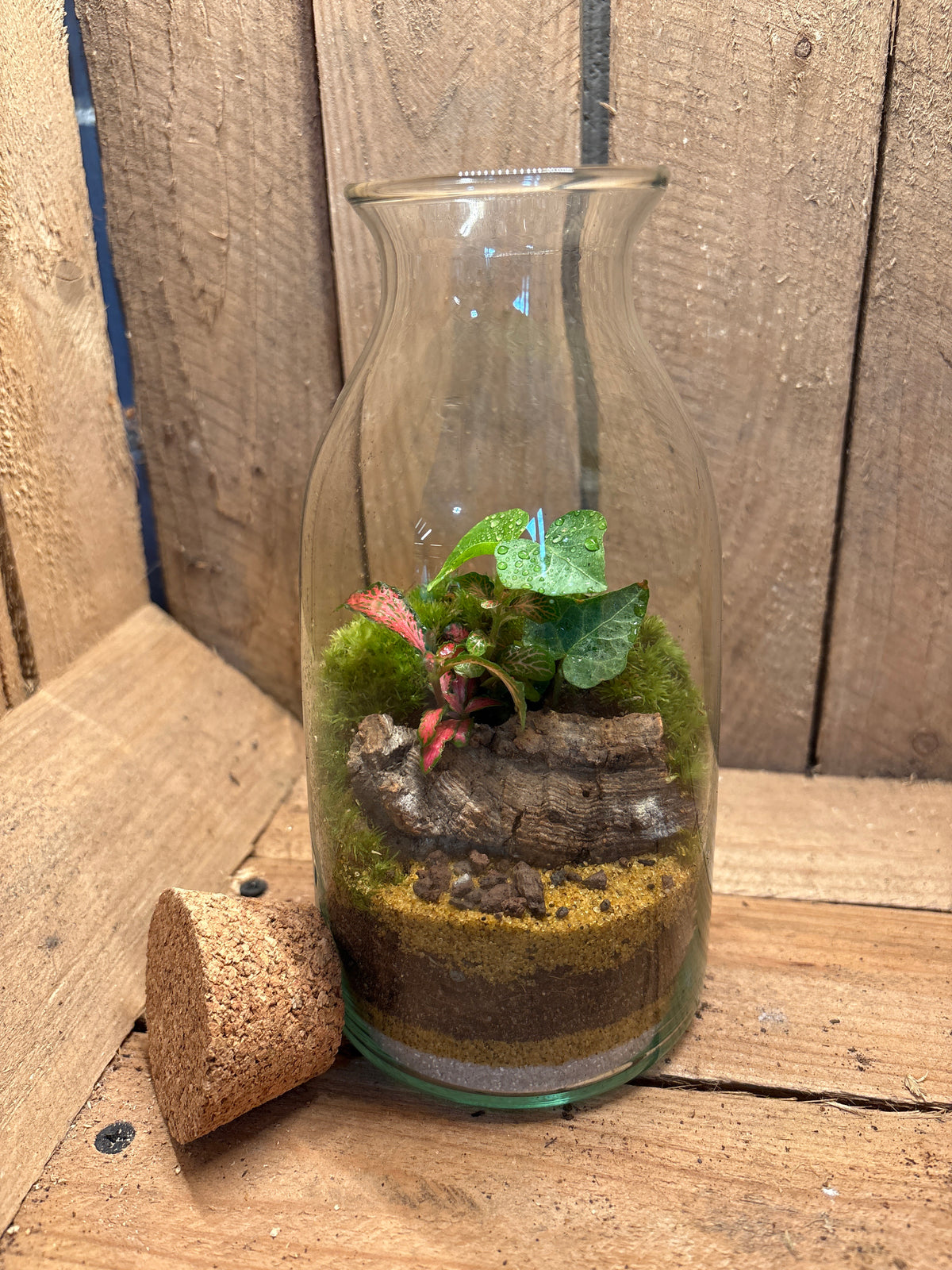 Ready-made Terrarium – Chloe Jar