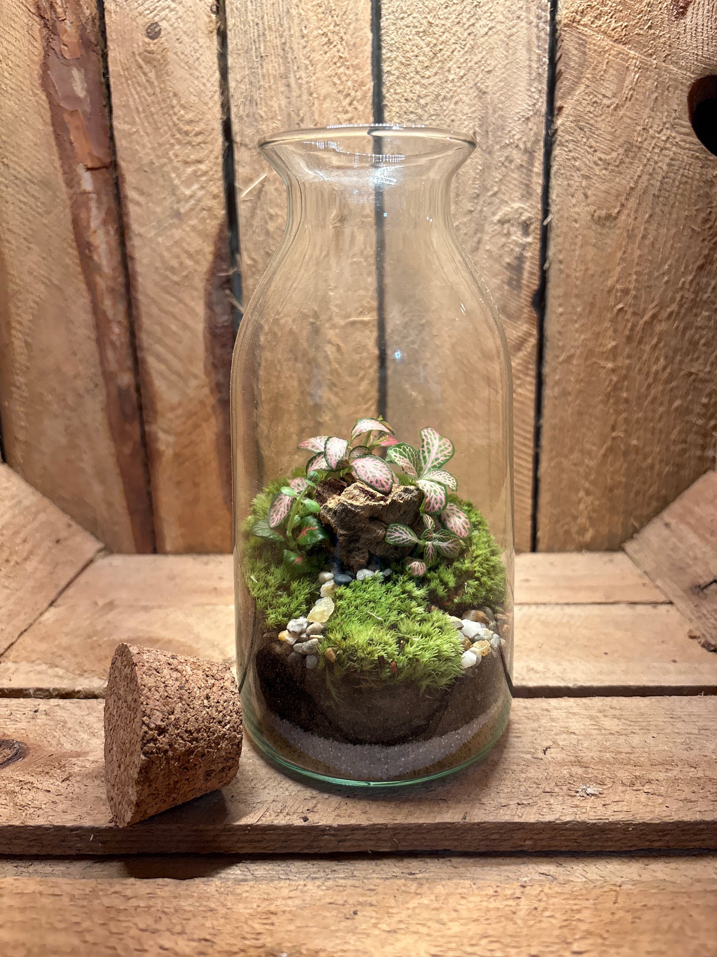 Ready-made Terrarium – Chloe Jar