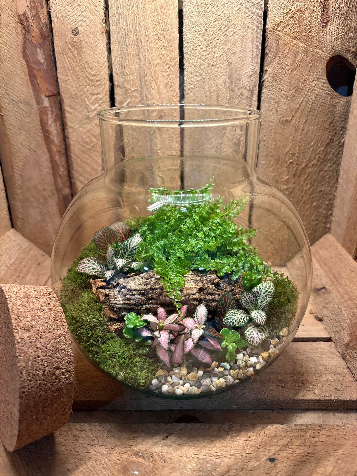Ready-made Terrarium – George Jar