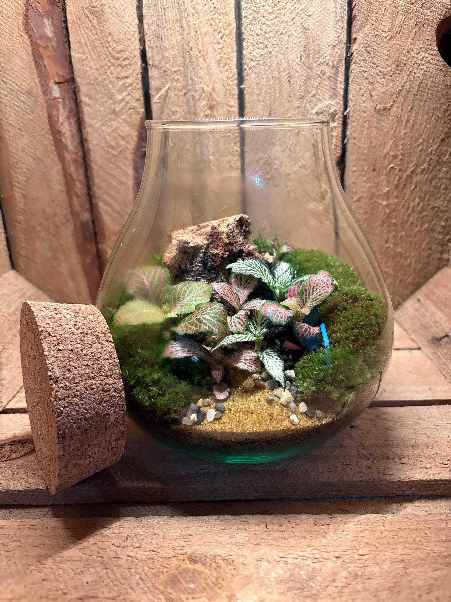 Ready-made Terrarium – Fran Jar