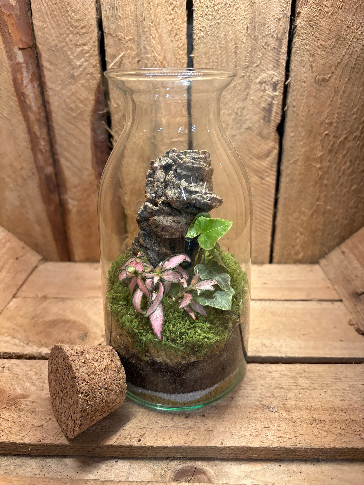 Ready-made Terrarium – Chloe Jar