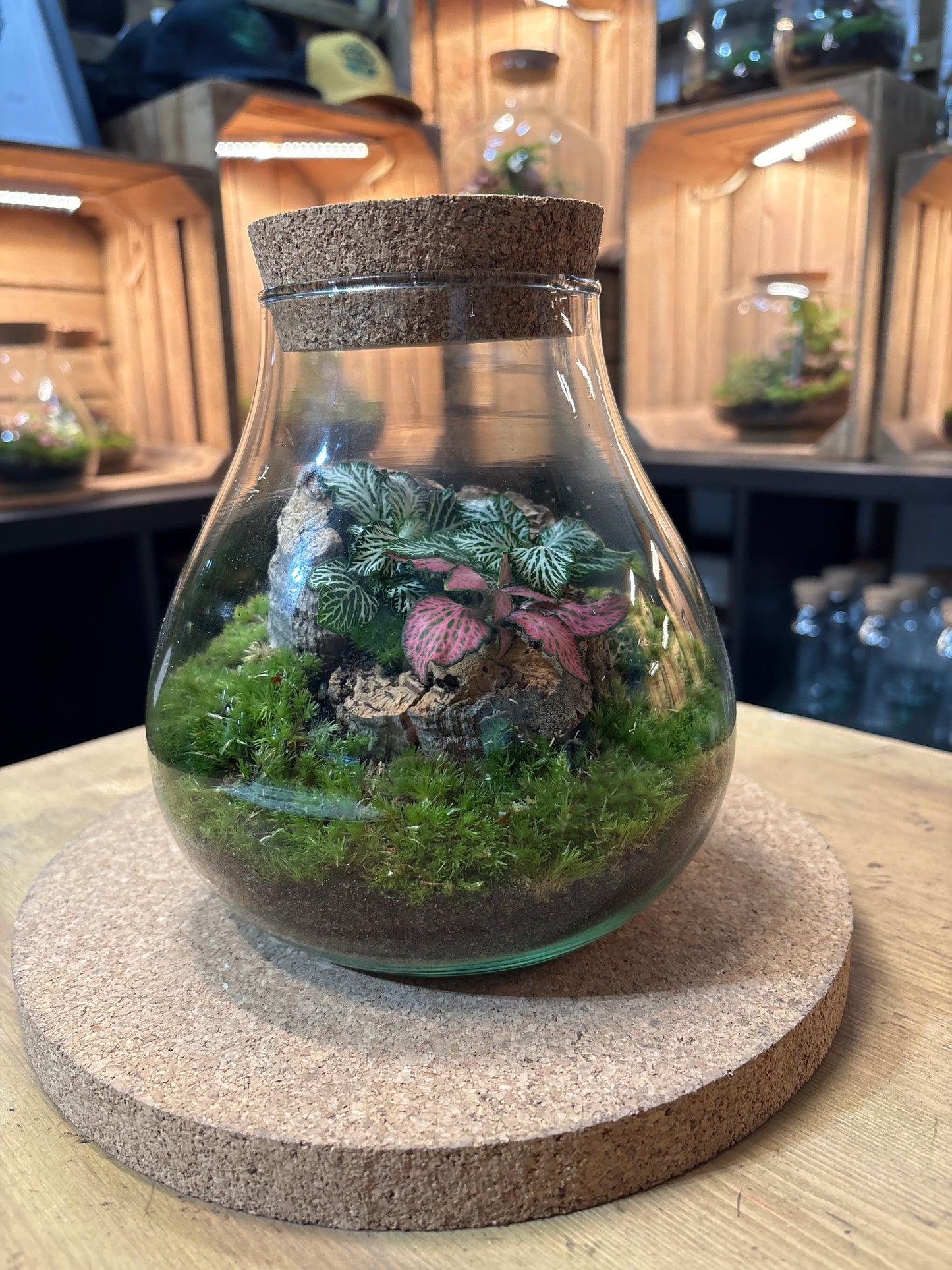 Ready-made Terrarium – Fran Jar
