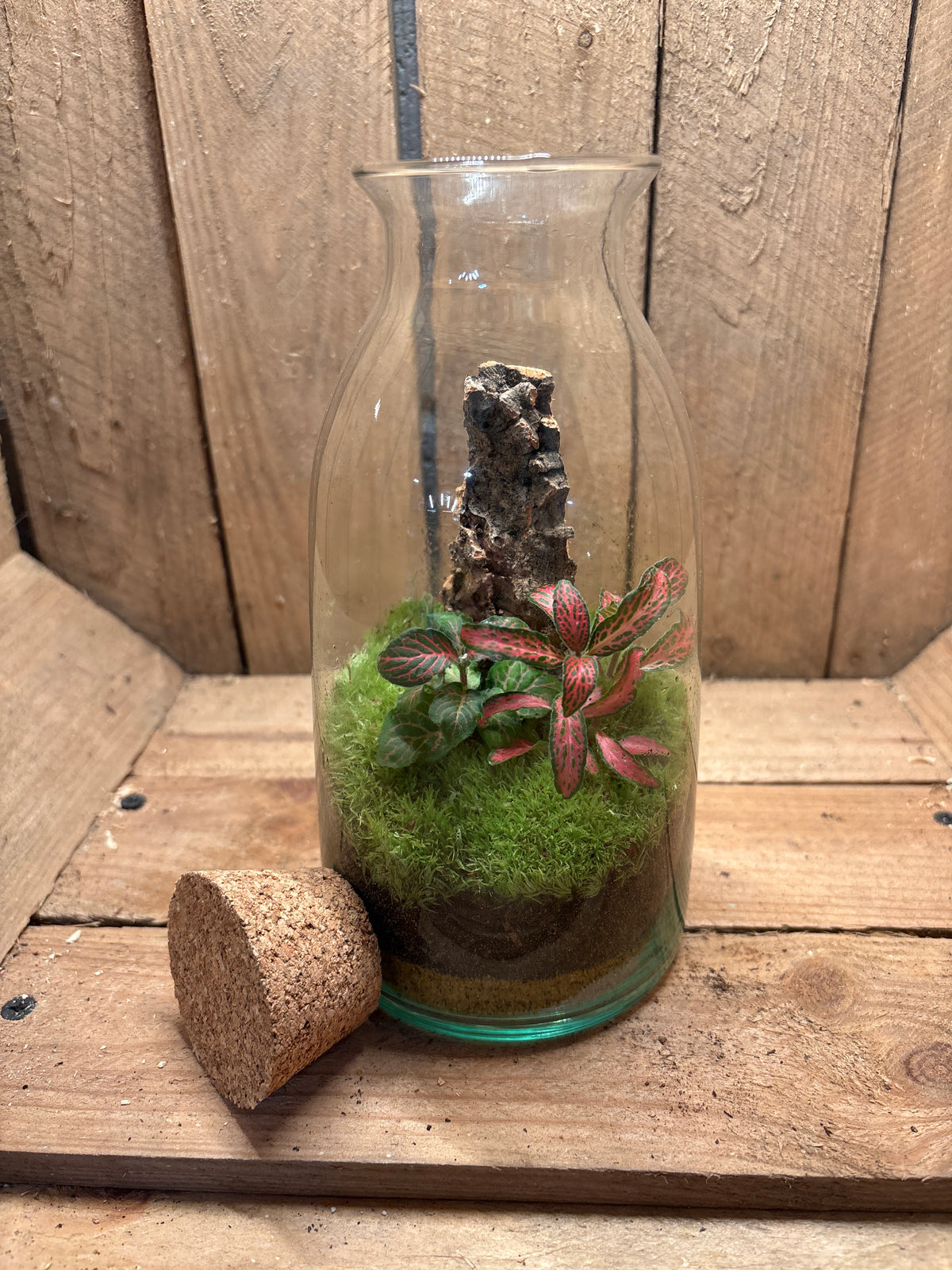 Ready-made Terrarium – Chloe Jar