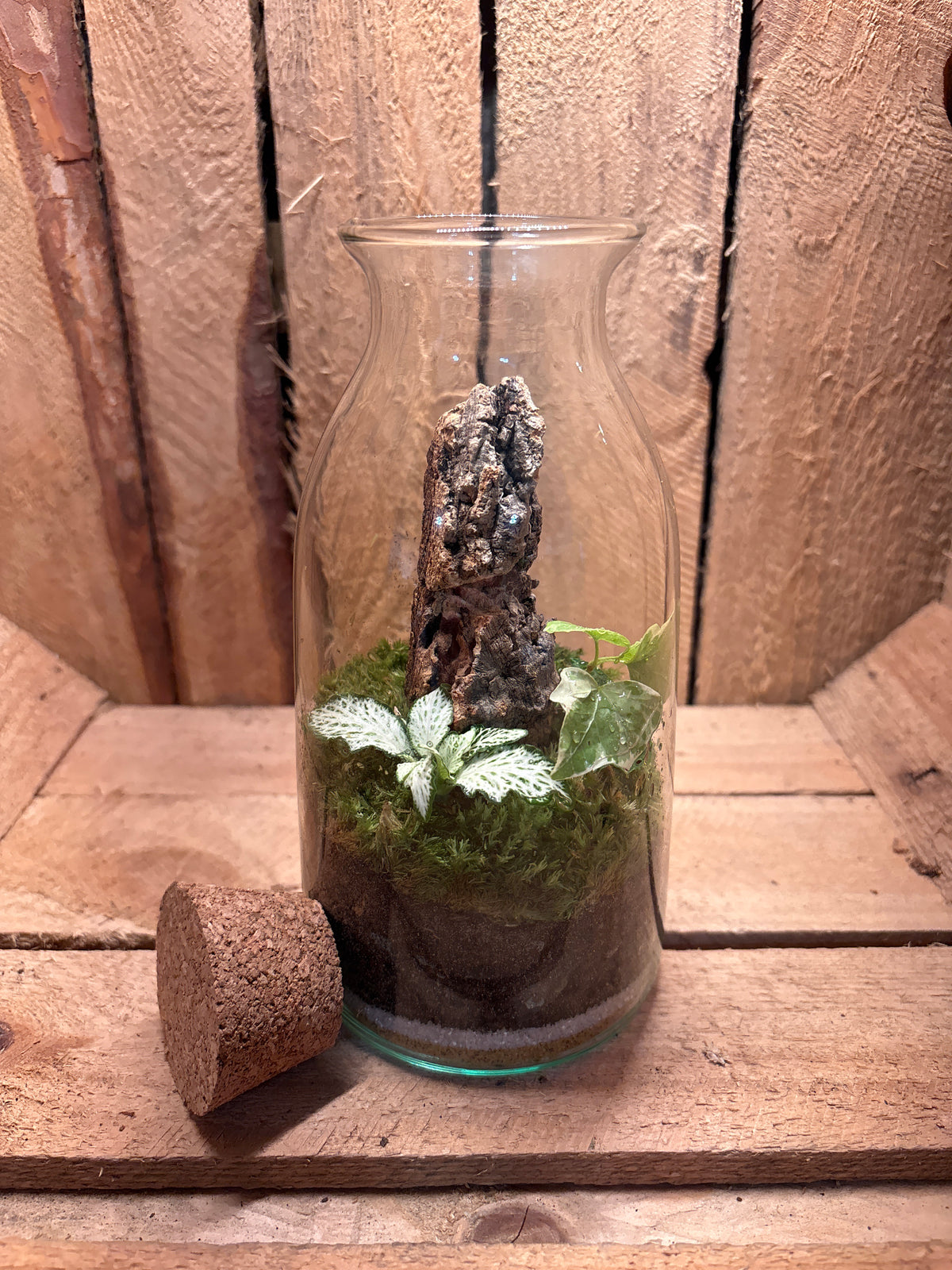 Ready-made Terrarium – Chloe Jar