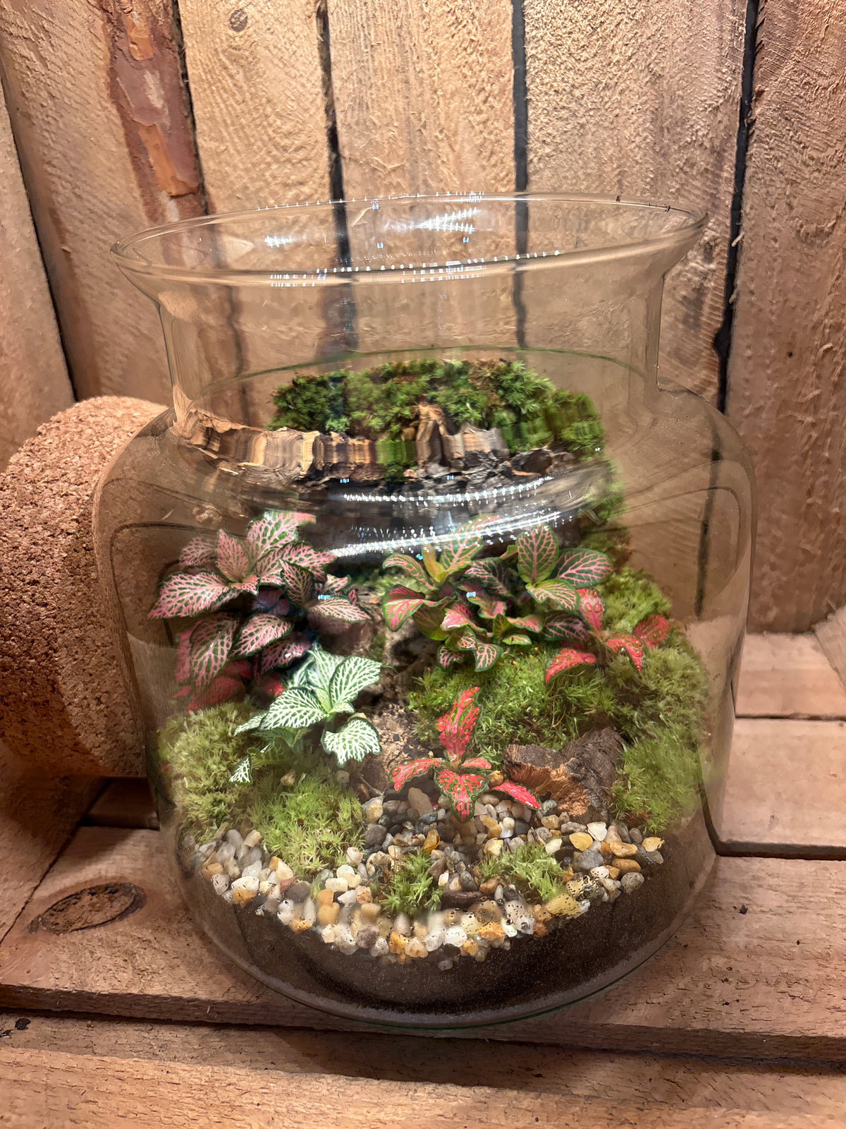 Ready-made Terrarium – Paige