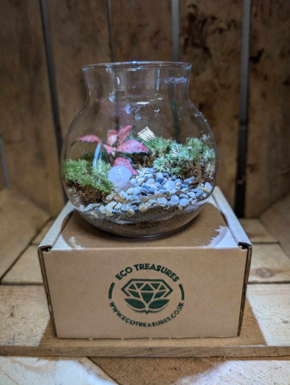 Small Ready-made Terrarium - 'Charles'