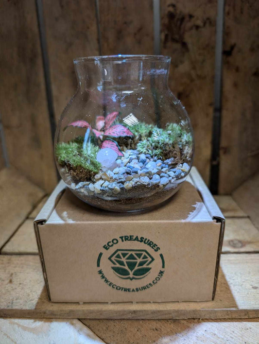 Small Ready-made Terrarium - 'Charles'